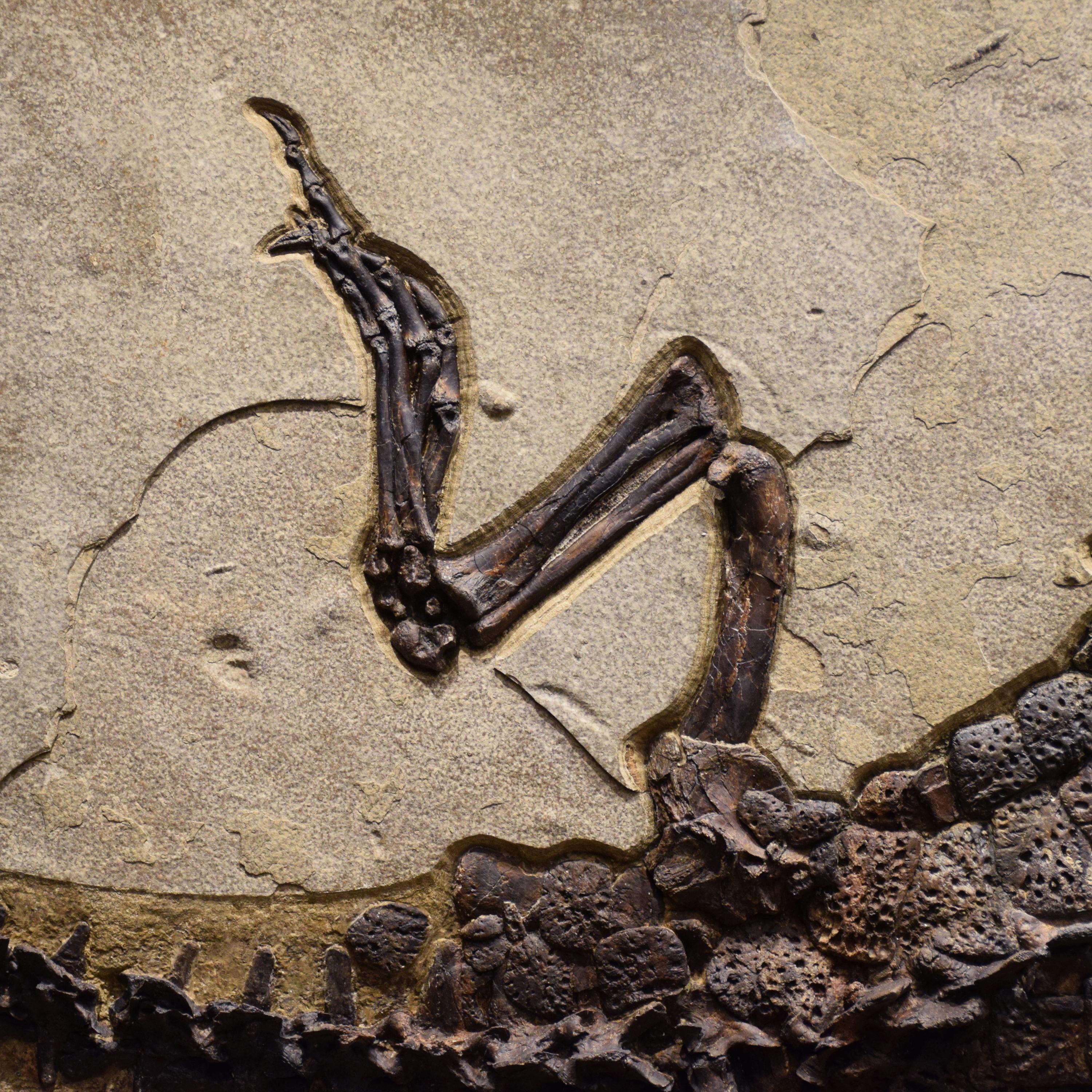 50 Millionen Jahre altes Fossil-Krokodilexemplar aus Stein aus der Eocene-Ära aus Wyoming im Angebot 1