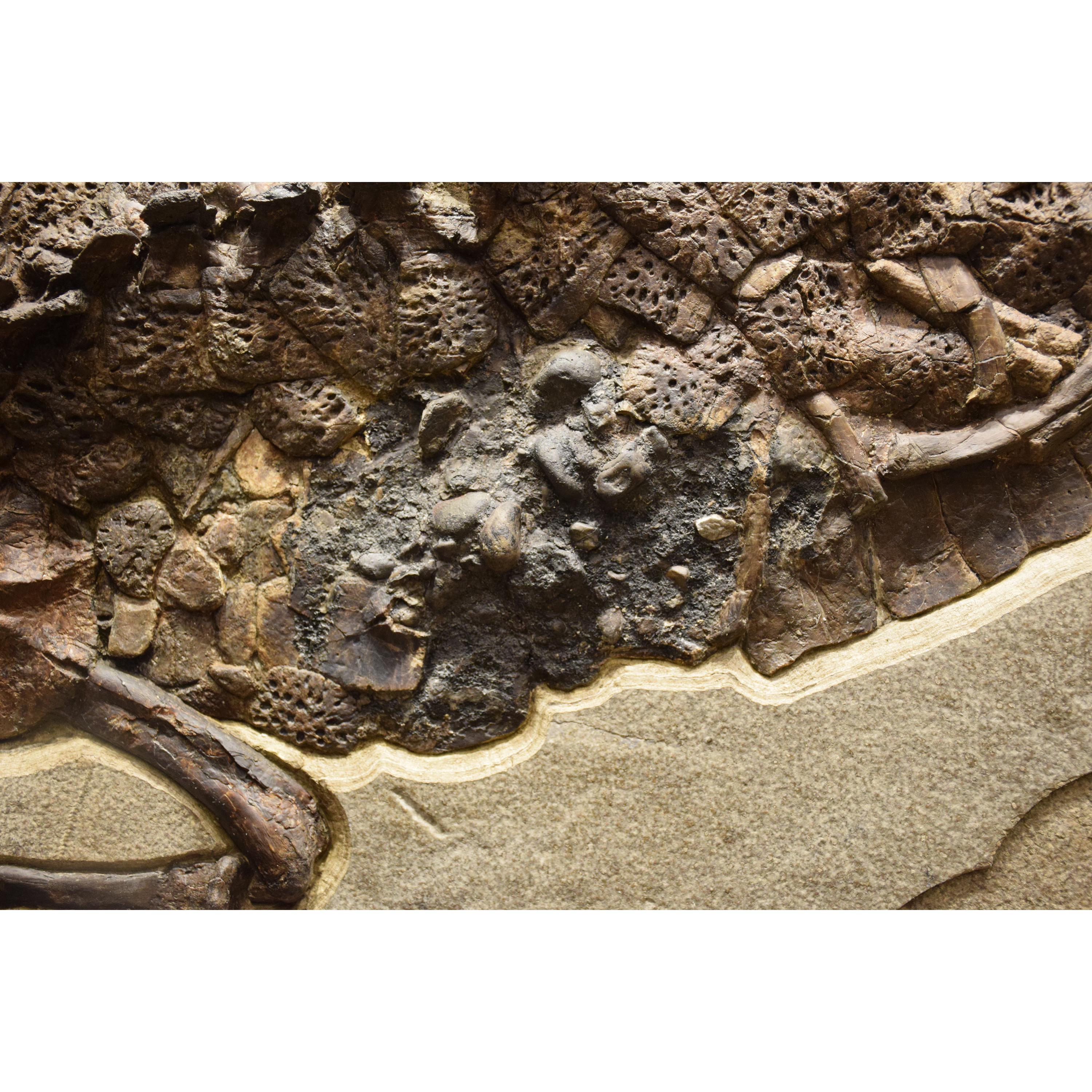 50 Millionen Jahre altes Fossil-Krokodilexemplar aus Stein aus der Eocene-Ära aus Wyoming im Angebot 2