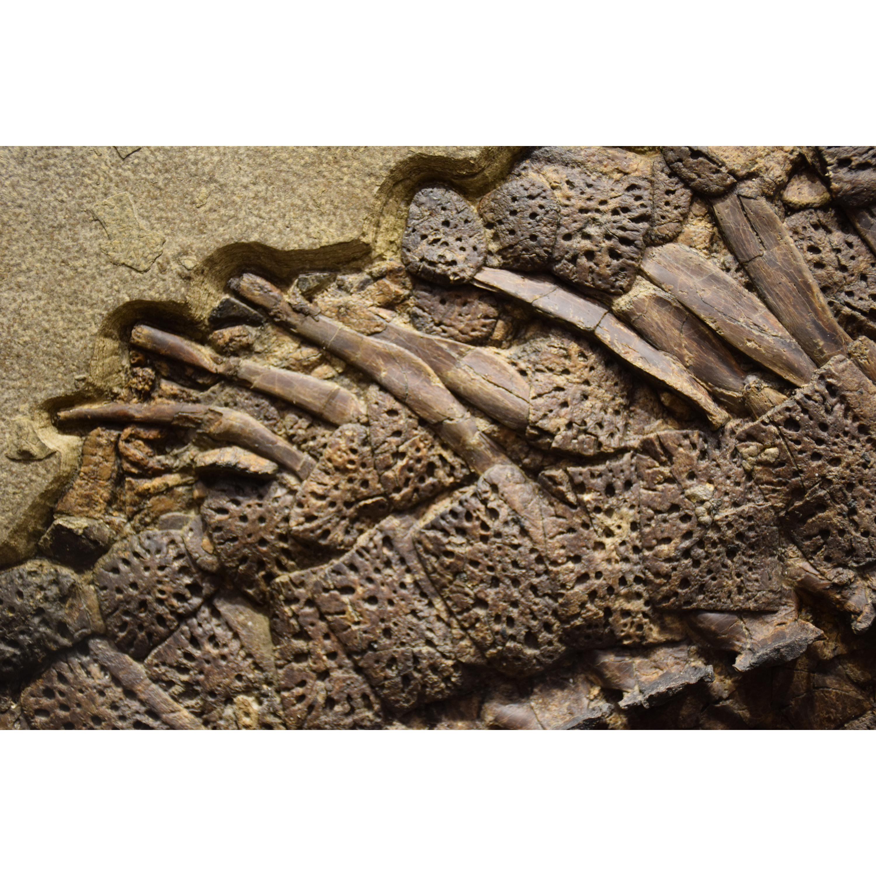 50 Millionen Jahre altes Fossil-Krokodilexemplar aus Stein aus der Eocene-Ära aus Wyoming im Angebot 3