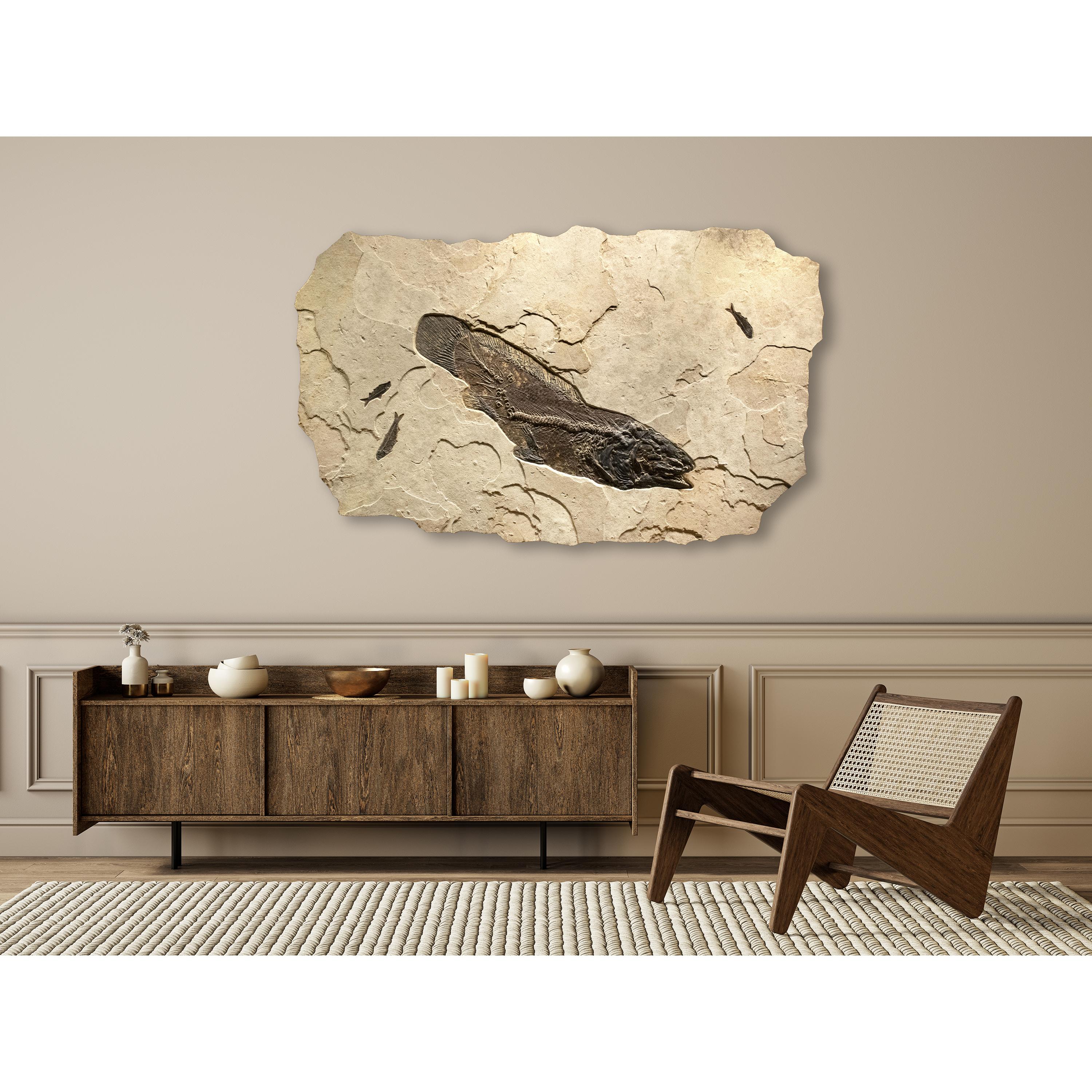 This fossil mural features an Amia pattersoni, an exceptionally rare Eocene era fossil fish dating back about 50 million years. This ancient fish has a remarkable degree of preservation, showcasing highly detailed scale pattern above the vertebral