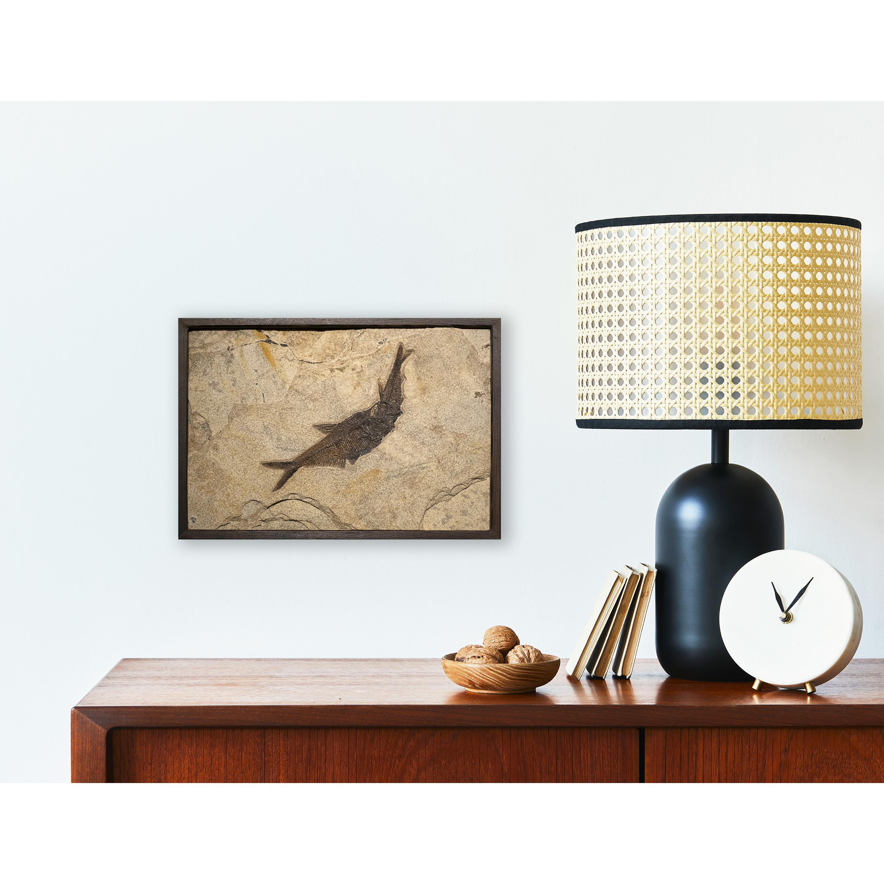 This aspiration is a true collector's item and these rare finds are always among our most sought after specimens. The circle of life and death is preserved for all time in this natural fossil. This tableau features a greedy Diplomystus dentatus who