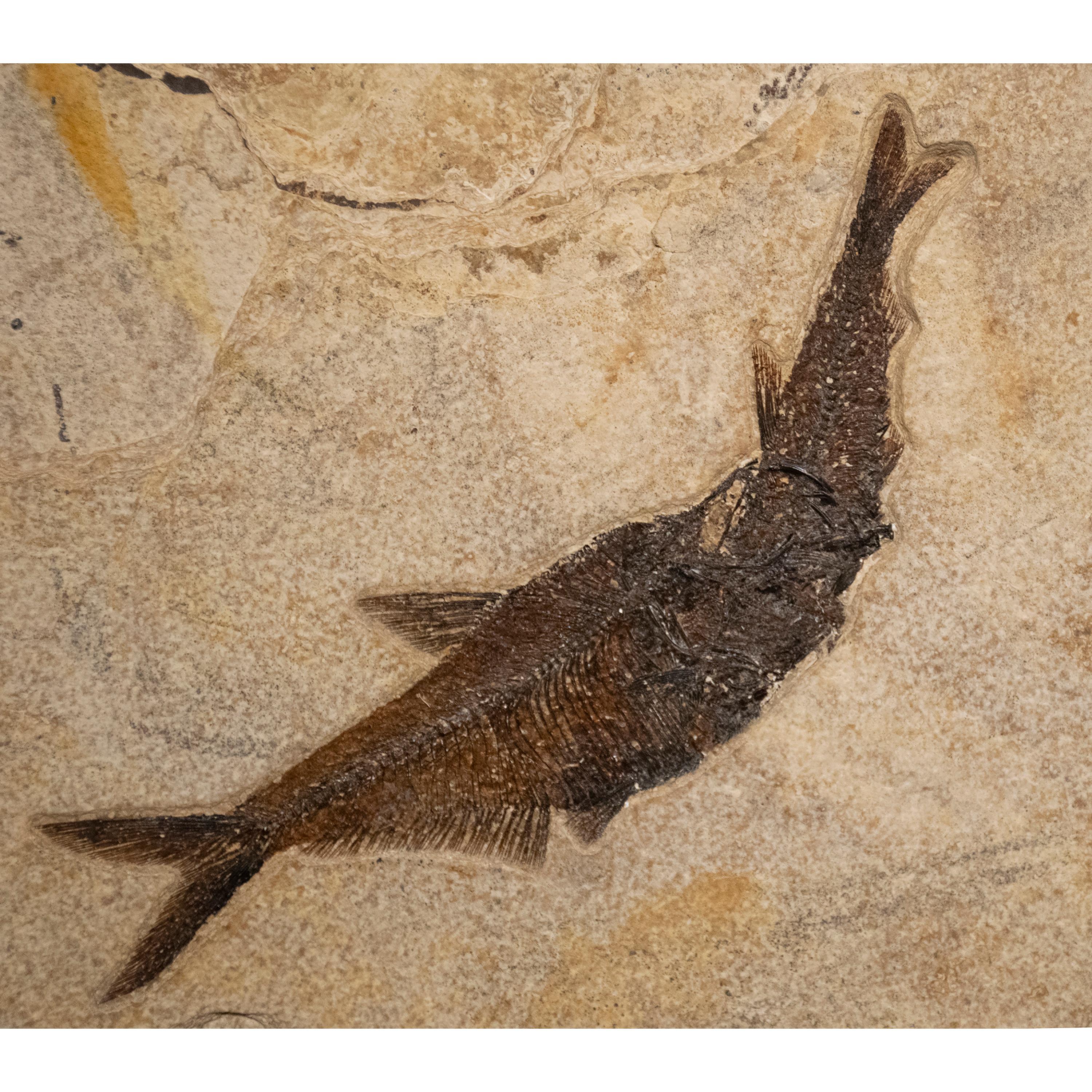 American 50 Million Year Old Eocene Era Fossil Fish Aspiration in Stone, from Wyoming For Sale
