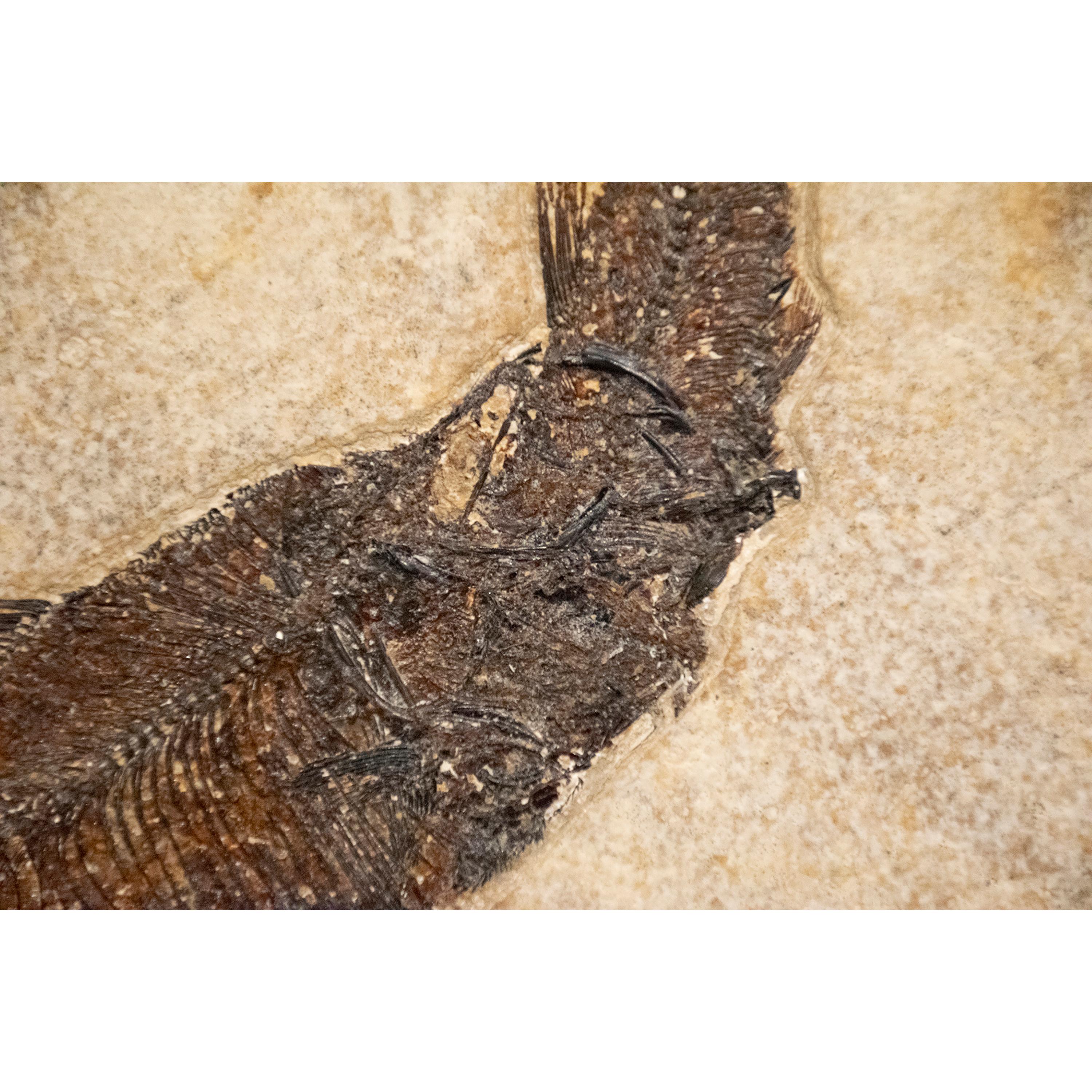 50 Million Year Old Eocene Era Fossil Fish Aspiration in Stone, from Wyoming In New Condition For Sale In Logan, UT