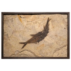 50 Million Year Old Eocene Era Fossil Fish Aspiration in Stone, from Wyoming