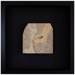 50 Million Year Old Eocene Era Fossil Fish Black Shadow Box, from Wyoming