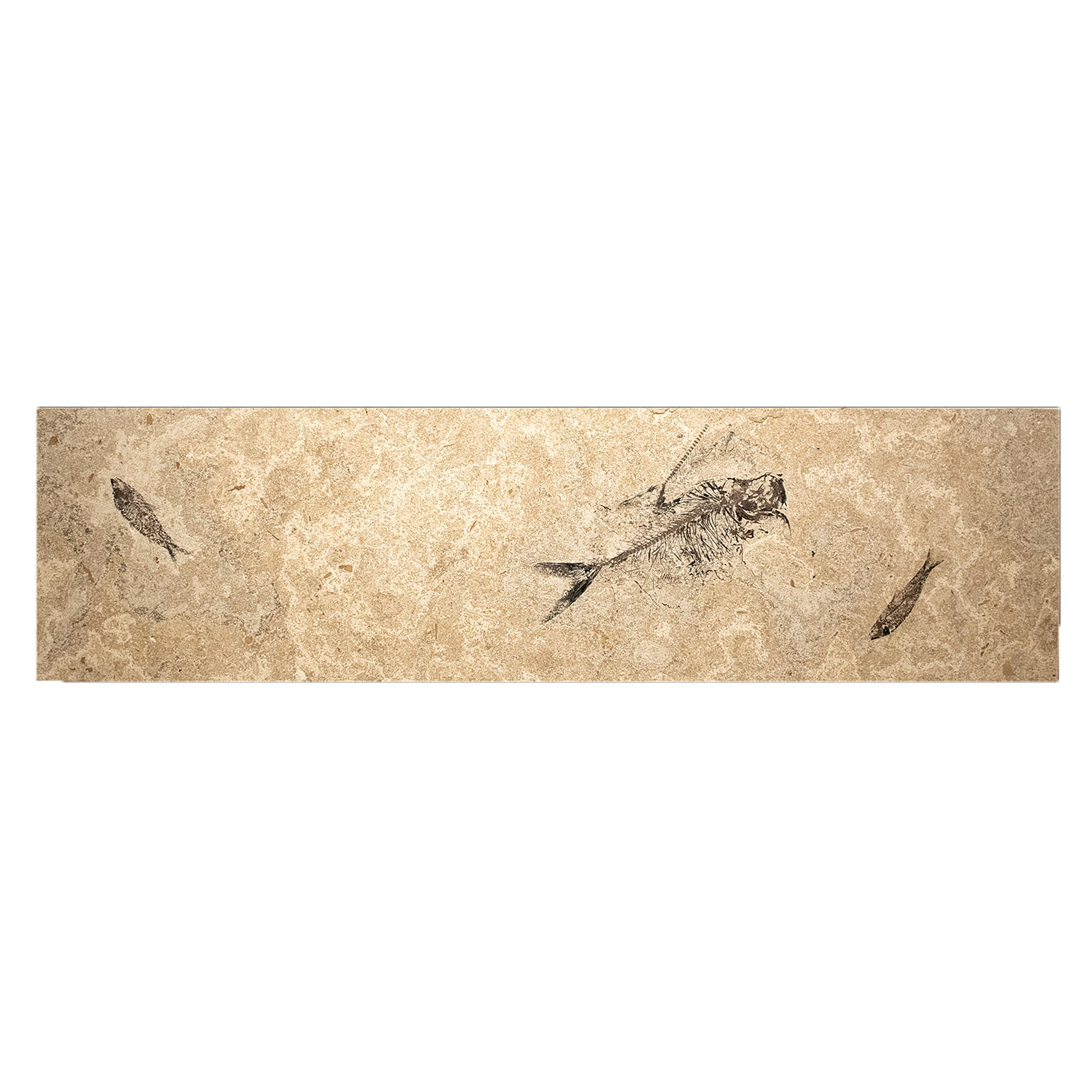 This elegant console table features three natural Eocene era fossil fish: a Diplomystus dentatus and two Knightia eocaena. These fossil fish date back about 50 million years, and they are forever preserved in a matrix of natural, fossil-bearing