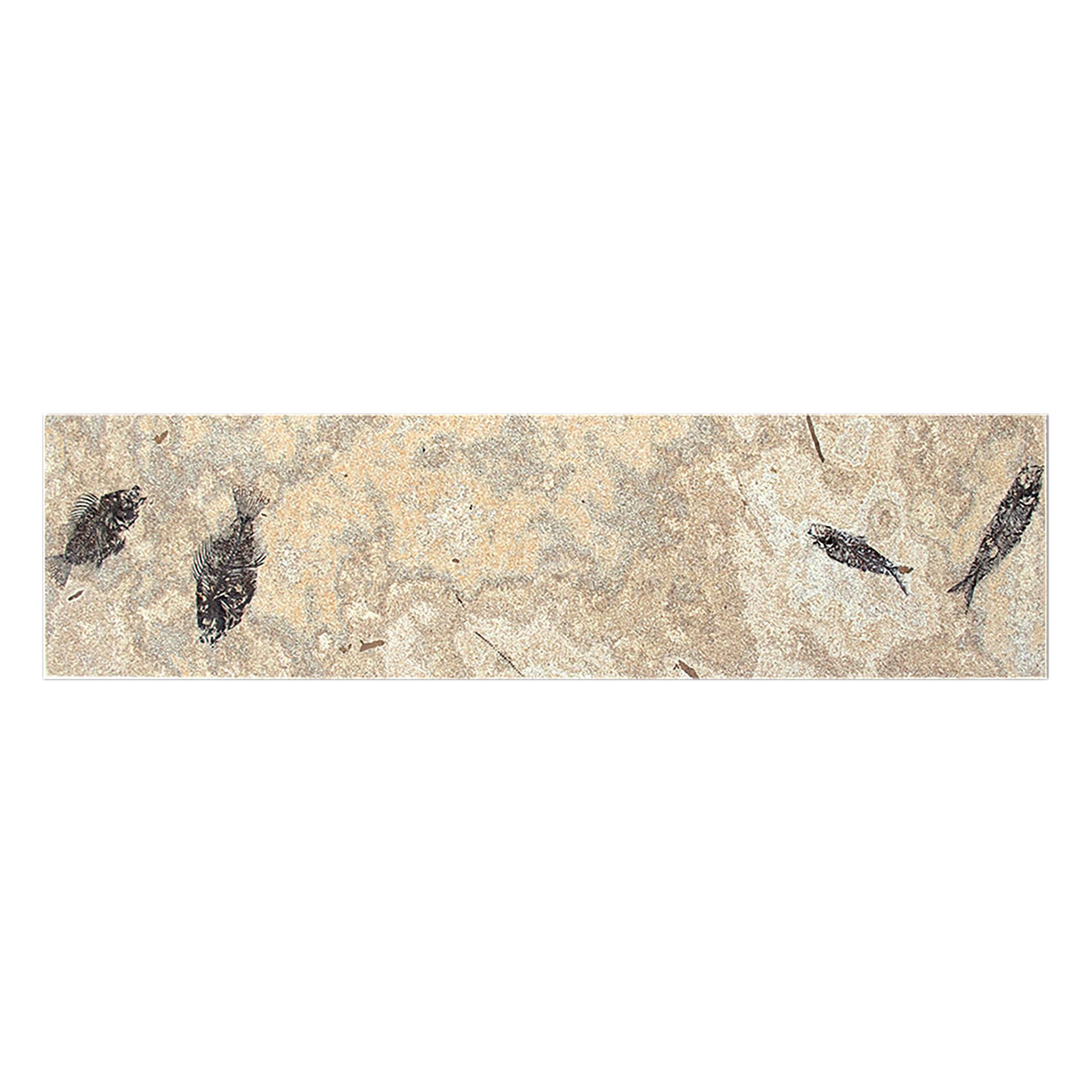This elegant console table features four natural Eocene era fossil fish: two Cockerellites liops (formerly known as Priscacara) and two Knightia eocaena. These fossil fish date back about 50 million years, and they are forever preserved in a matrix