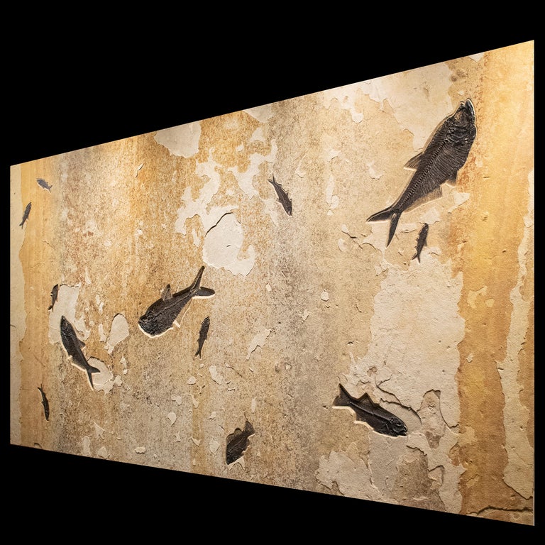 Contemporary 50 Million Year Old Eocene Era Fossil Fish Giant Mural in Stone, from Wyoming For Sale