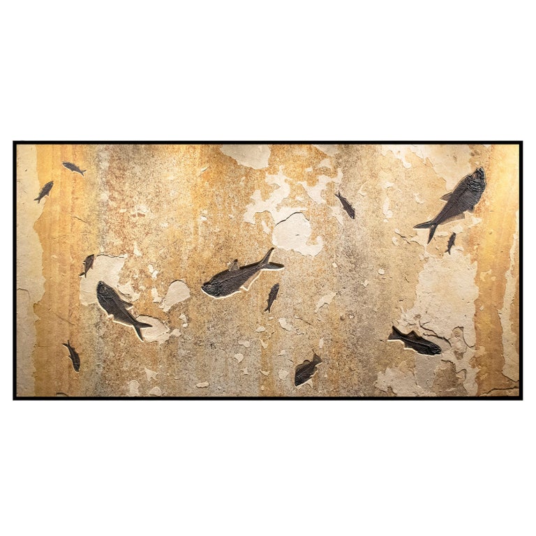 50 Million Year Old Eocene Era Fossil Fish Giant Mural in Stone, from Wyoming For Sale