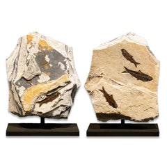 50 Million Year Old Eocene Era Fossil Fish Movable Stone Sculpture, from Wyoming