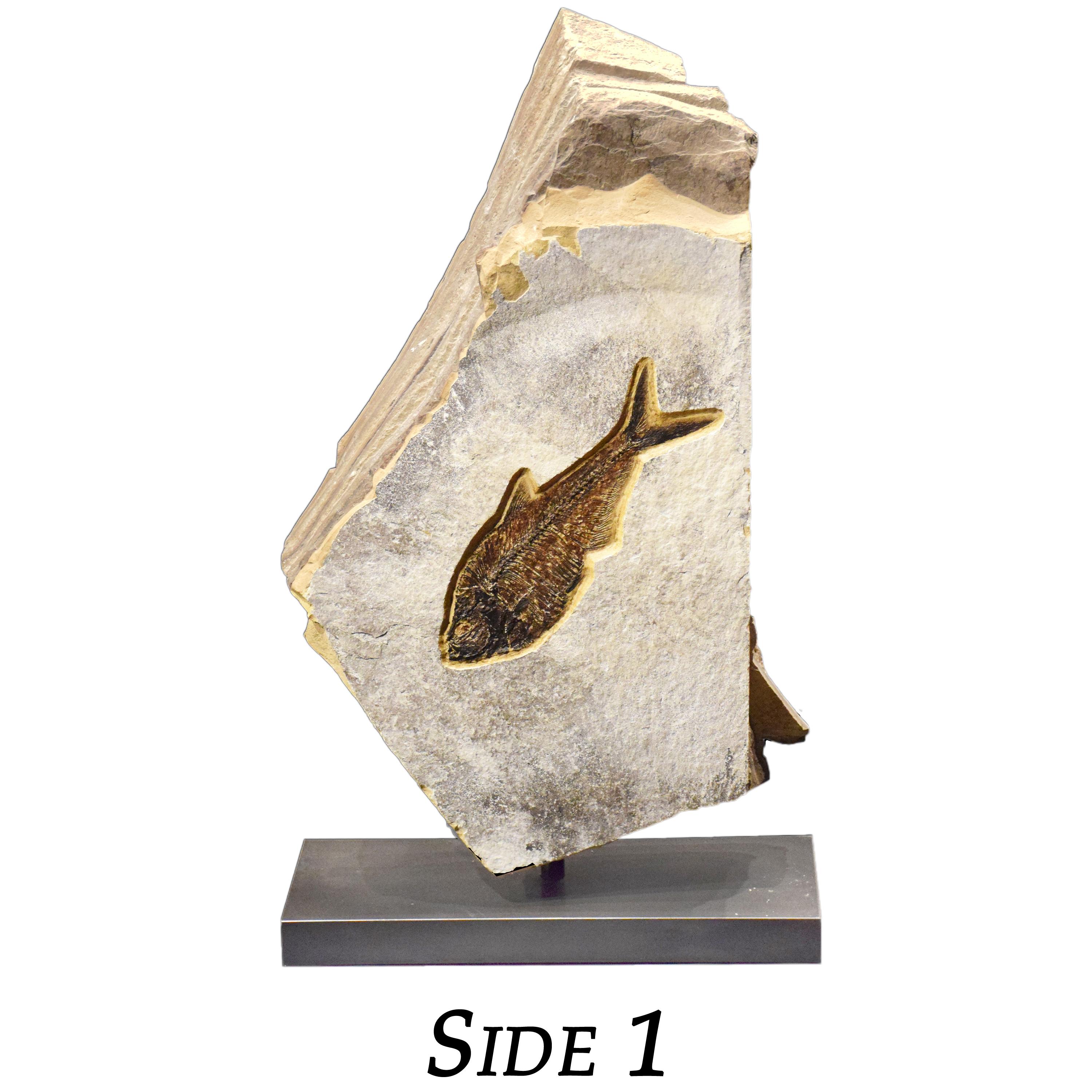 American 50 Million Year Old Eocene Era Fossil Fish Movable Stone Sculpture, from Wyoming