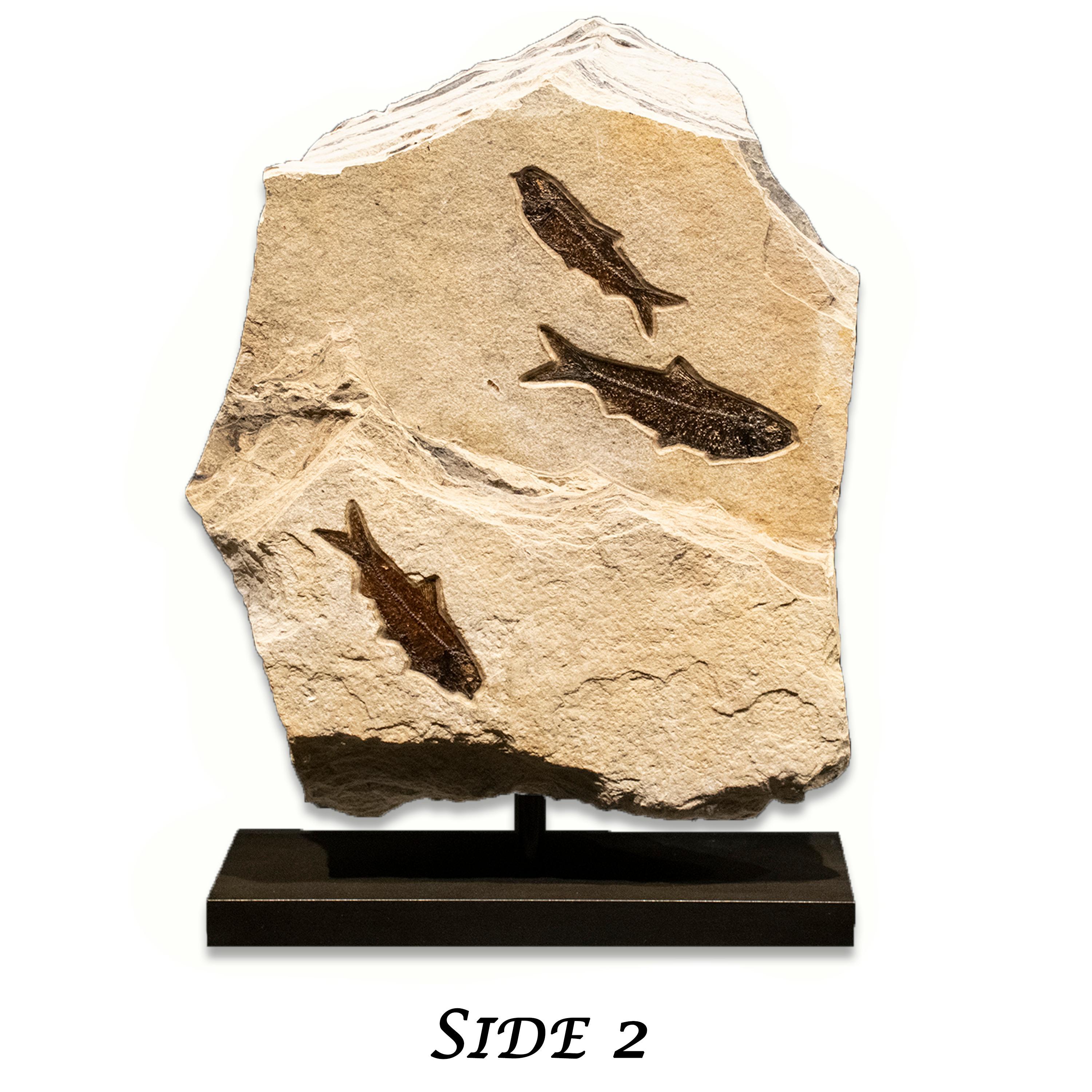 50 Million Year Old Eocene Era Fossil Fish Movable Stone Sculpture, from Wyoming In New Condition In Logan, UT