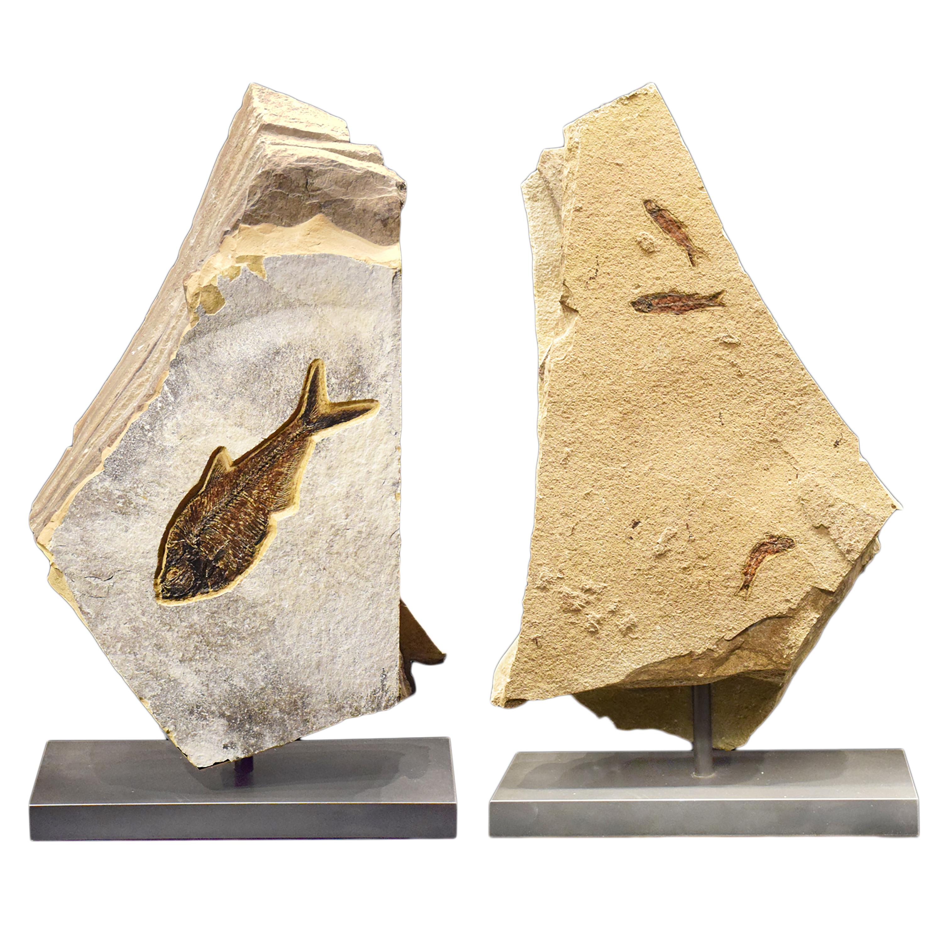 Contemporary 50 Million Year Old Eocene Era Fossil Fish Movable Stone Sculpture, from Wyoming