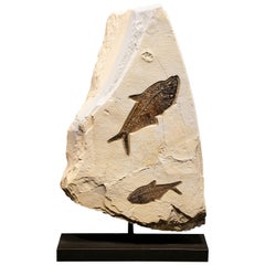 50 Million Year Old Eocene Era Fossil Fish Movable Stone Sculpture, from Wyoming