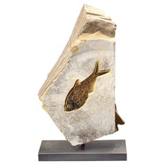 50 Million Year Old Eocene Era Fossil Fish Movable Stone Sculpture, from Wyoming
