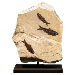 50 Million Year Old Eocene Era Fossil Fish Movable Stone Sculpture, from Wyoming
