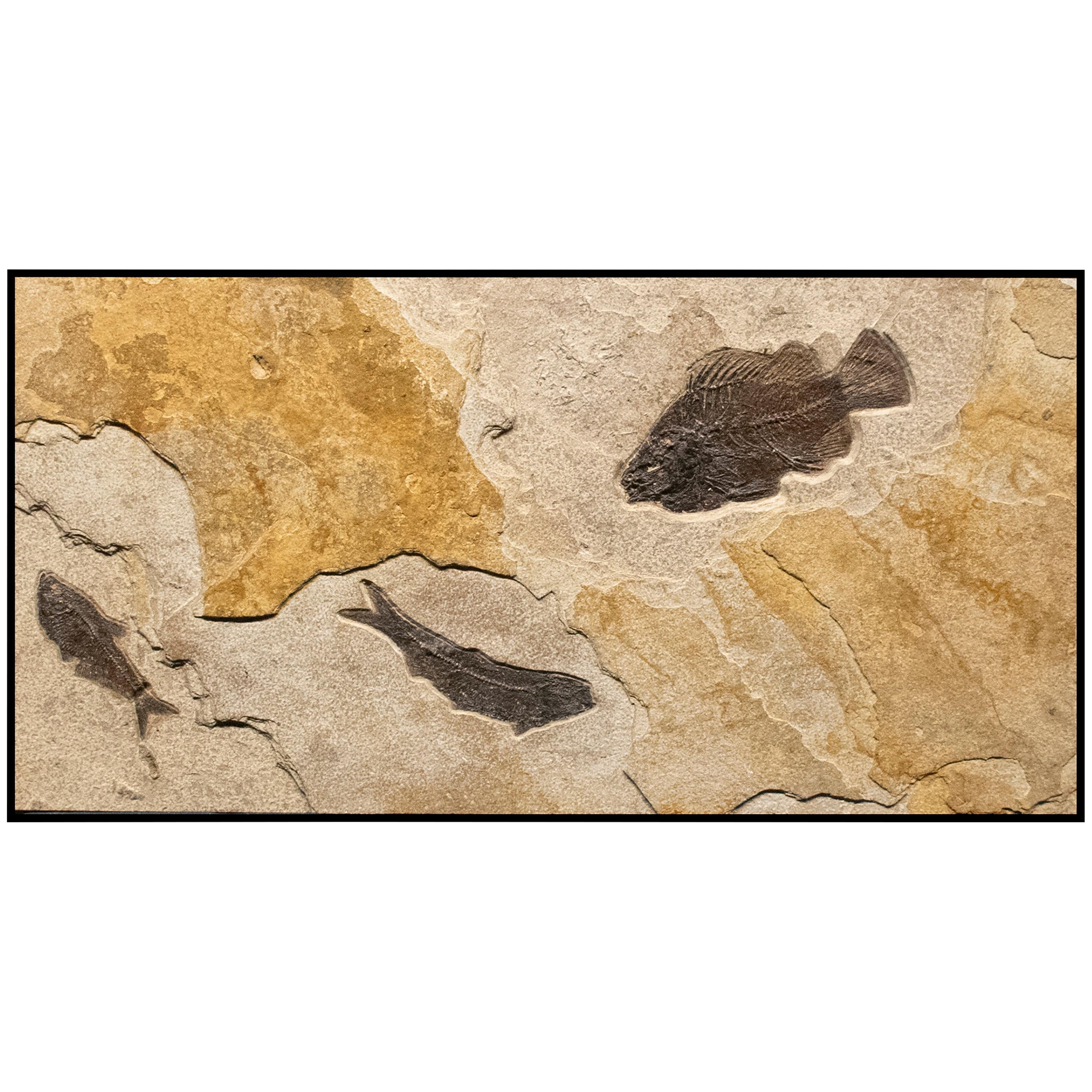 50 Million Year Old Eocene Era Fossil Fish Mural in Stone, from Wyoming