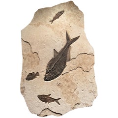 50 Million Year Old Eocene Era Fossil Fish Mural in Stone, from Wyoming