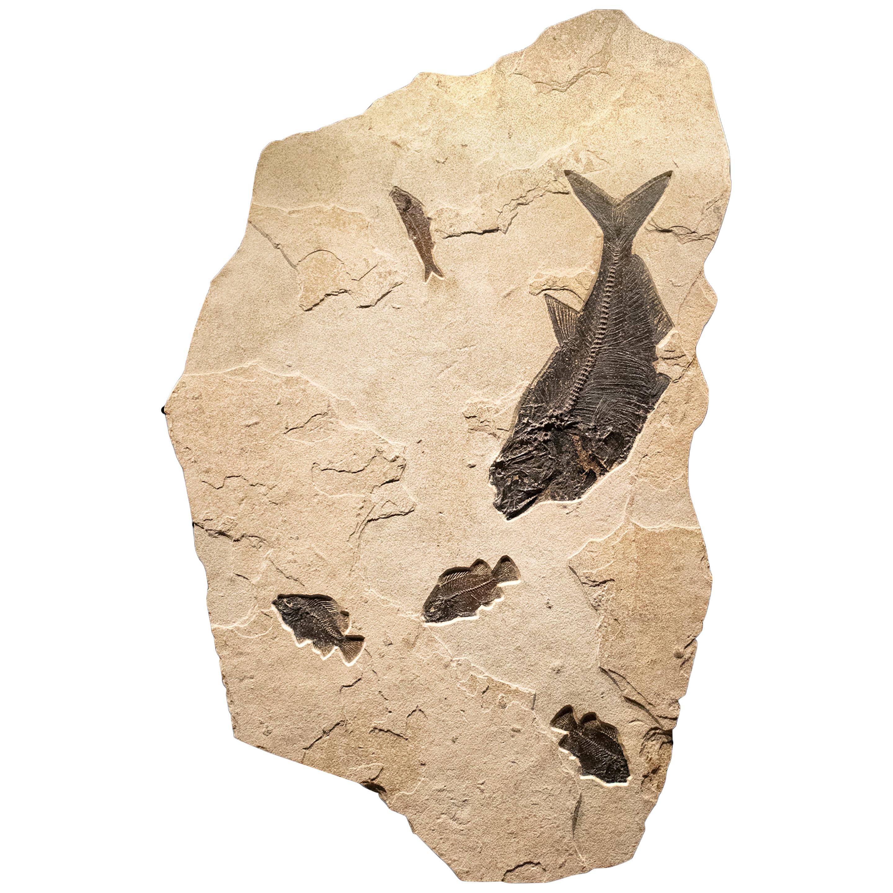 50 Million Year Old Eocene Era Fossil Fish Mural in Stone, from Wyoming