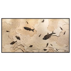 50 Million Year Old Eocene Era Fossil Fish Mural in Stone, from Wyoming