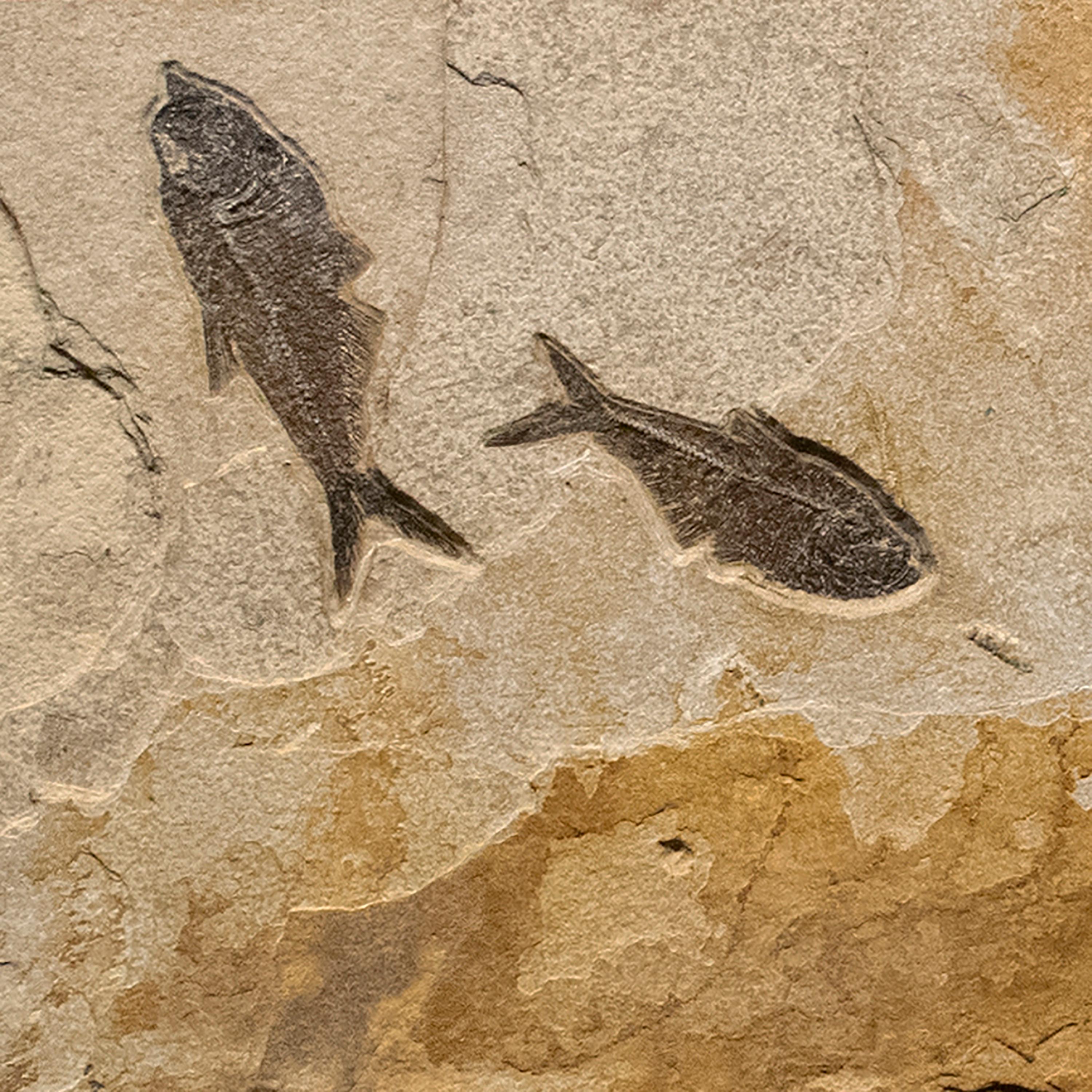 fossil mural