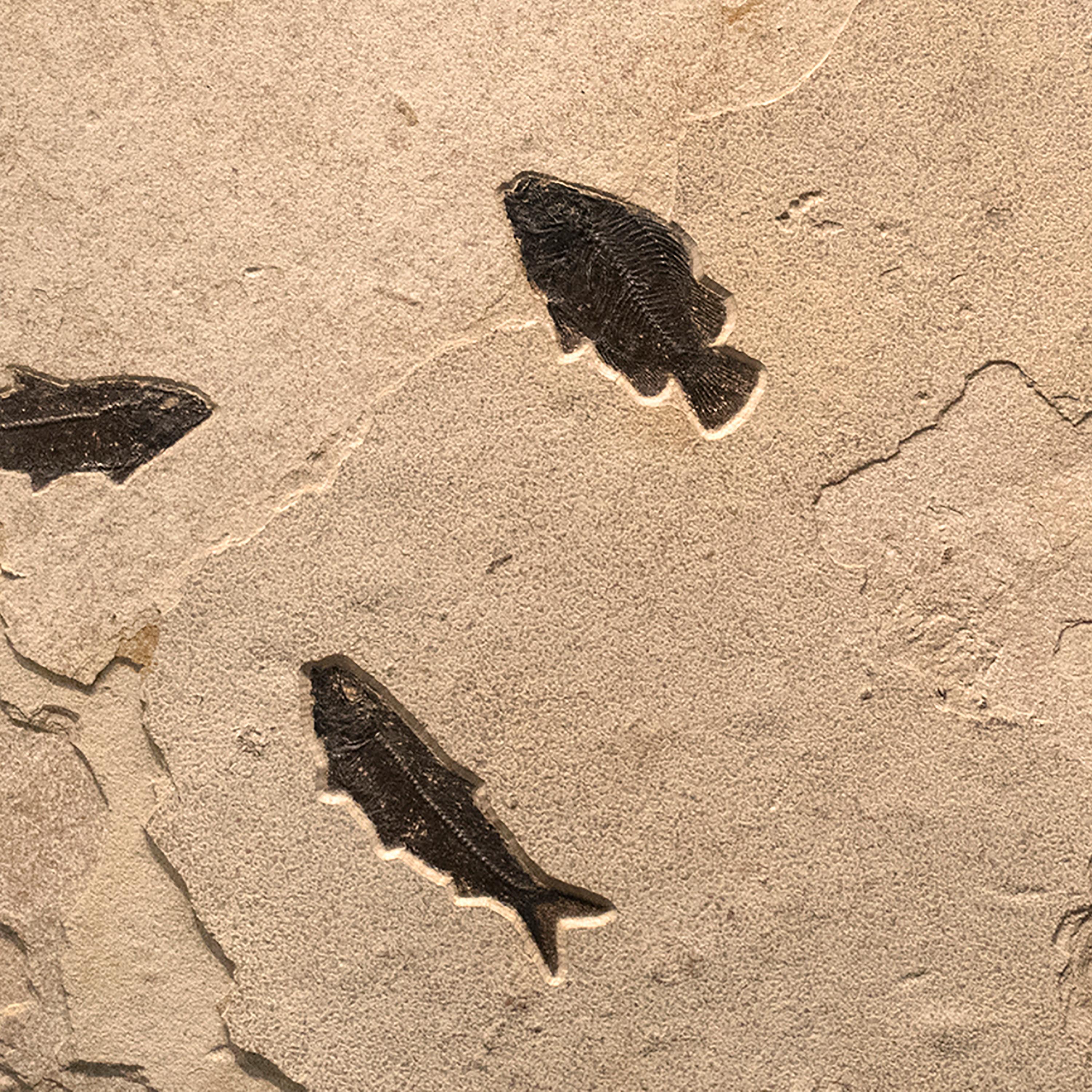 50 Million Year Old Eocene Era Fossil Fish Mural in Stone, from Wyoming In New Condition In Logan, UT