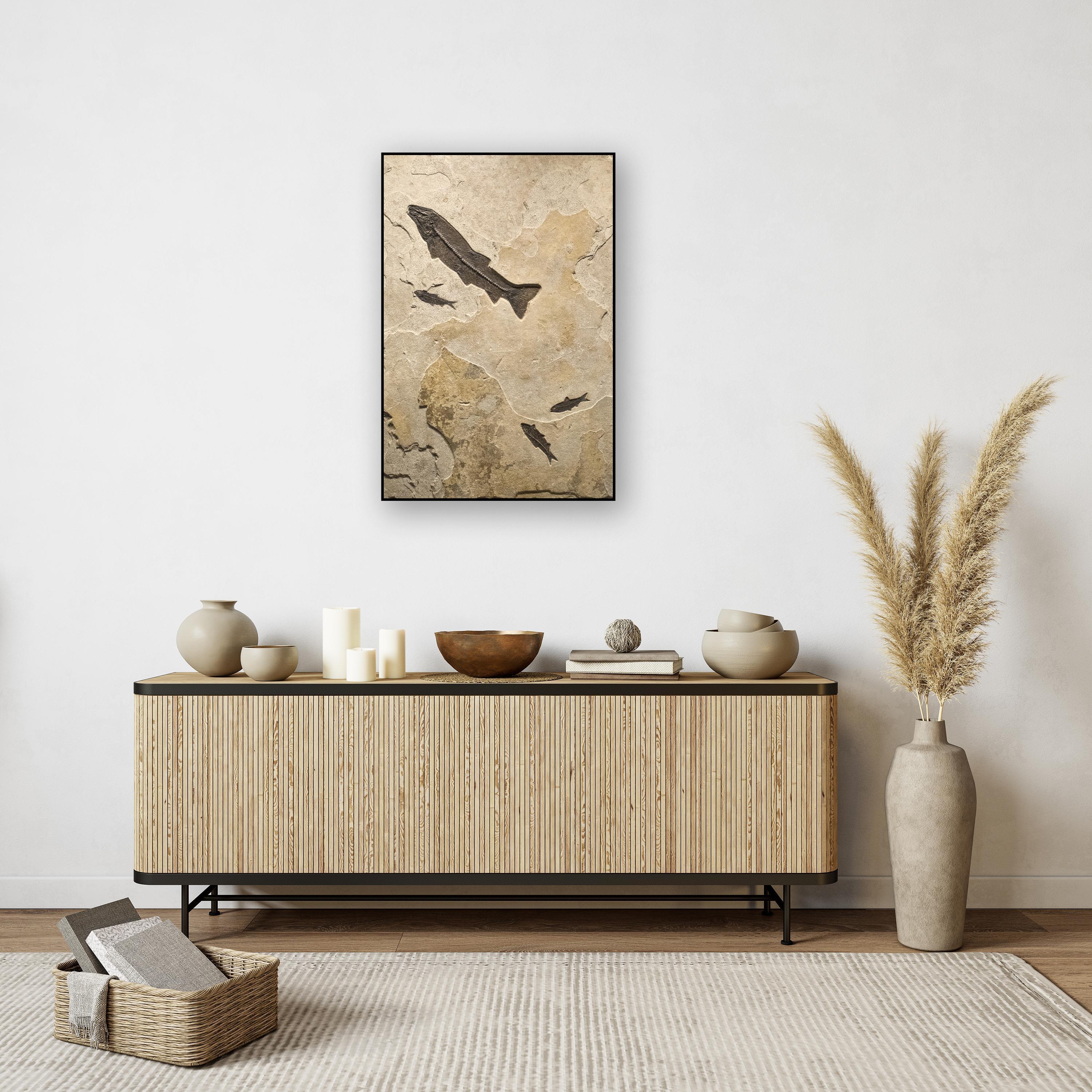 An exquisite piece of natural history makes an incredible statement and works beautifully with design styles ranging from traditional to modern. This unique fossil mural features one Notogoneus osculus and three Knightia eocaena, all of which are