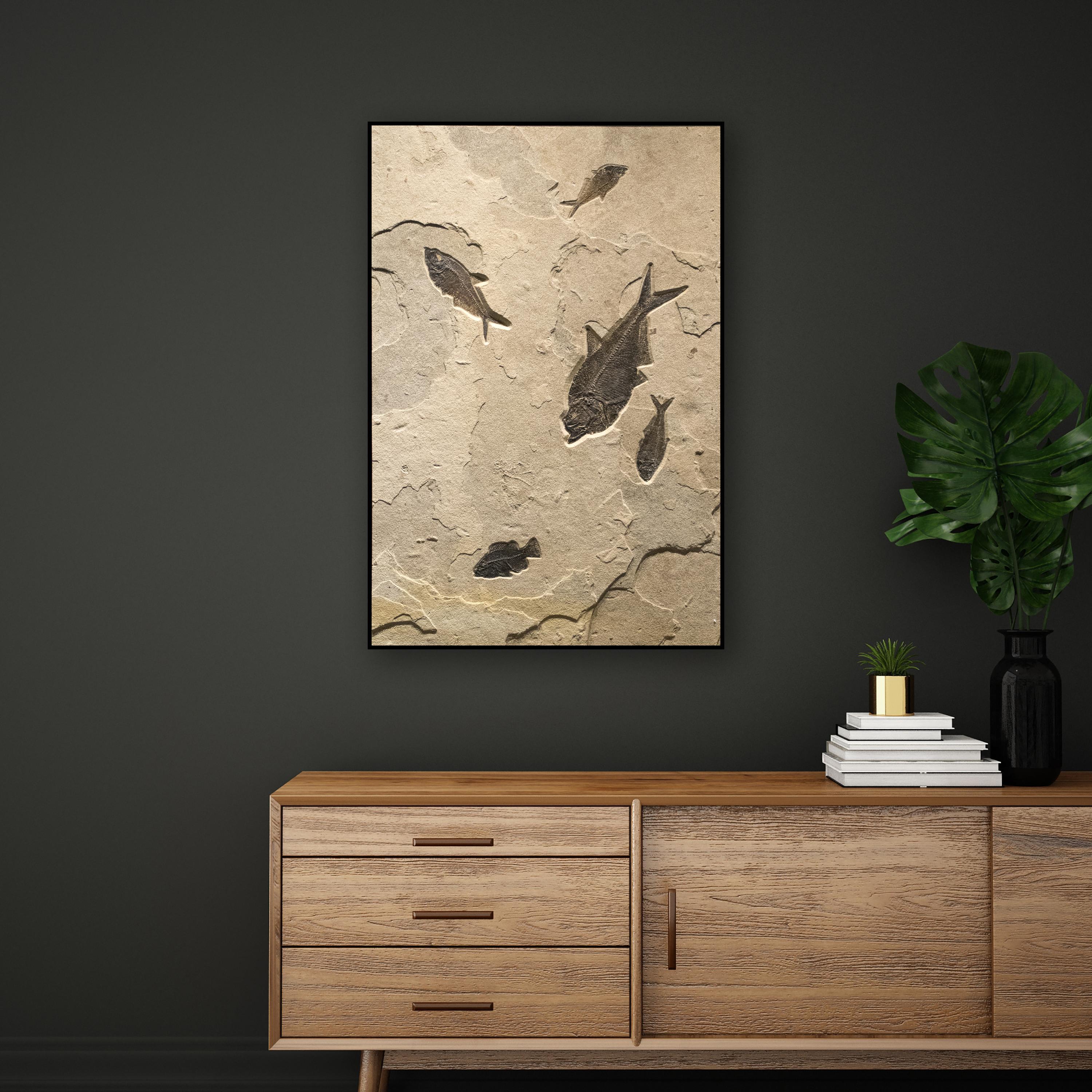 An elegant piece of natural history makes an incredible statement; this unique fossil mural features four Diplomystus dentatus and one Cockerellites liops (formerly known as Priscacara), all of which are Eocene era fossils dating back about 50