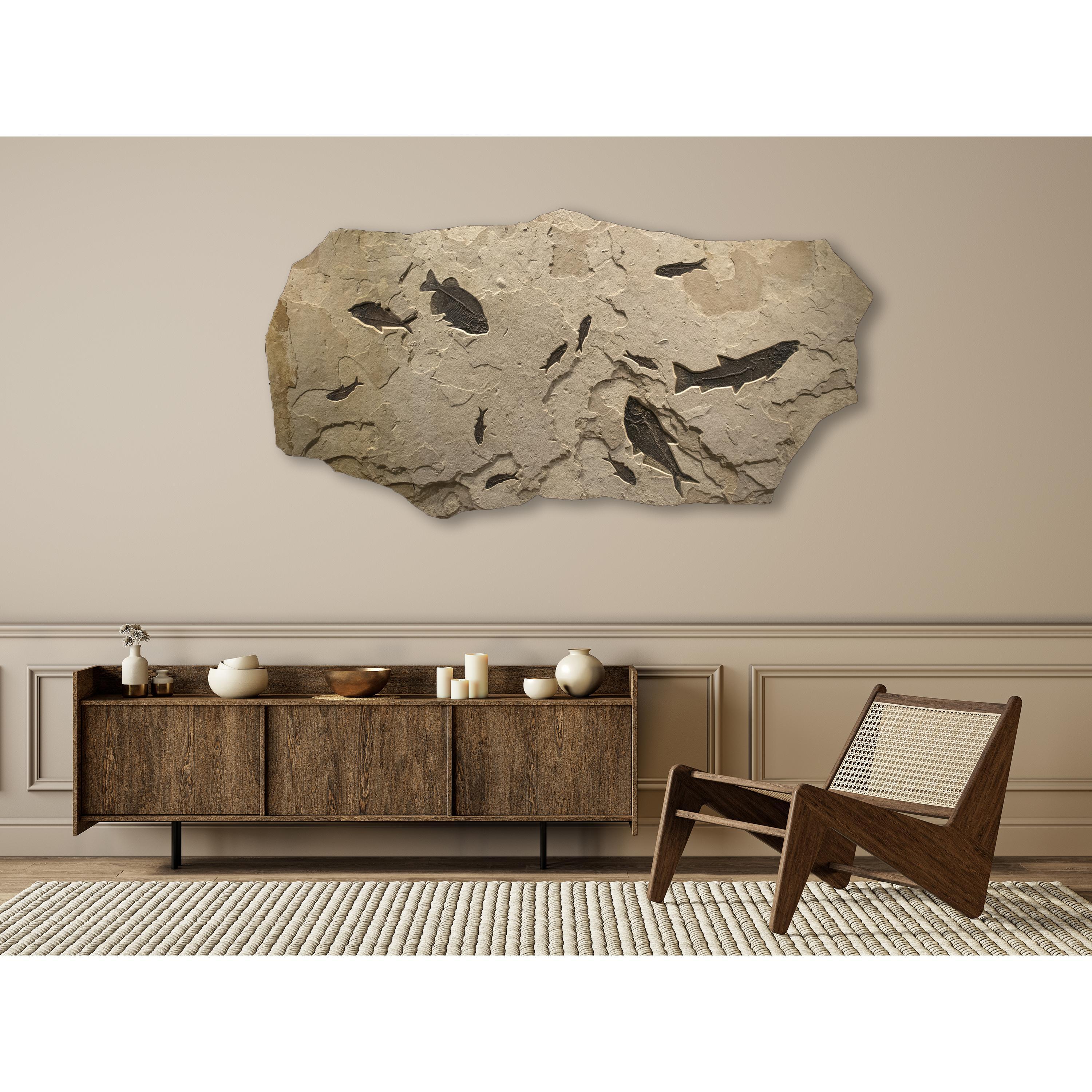 This exquisite piece of natural history makes an incredible statement and works beautifully with design styles ranging from traditional to modern. This sculptural fossil mural is populated with a beautiful array of fossil fish from the Green River