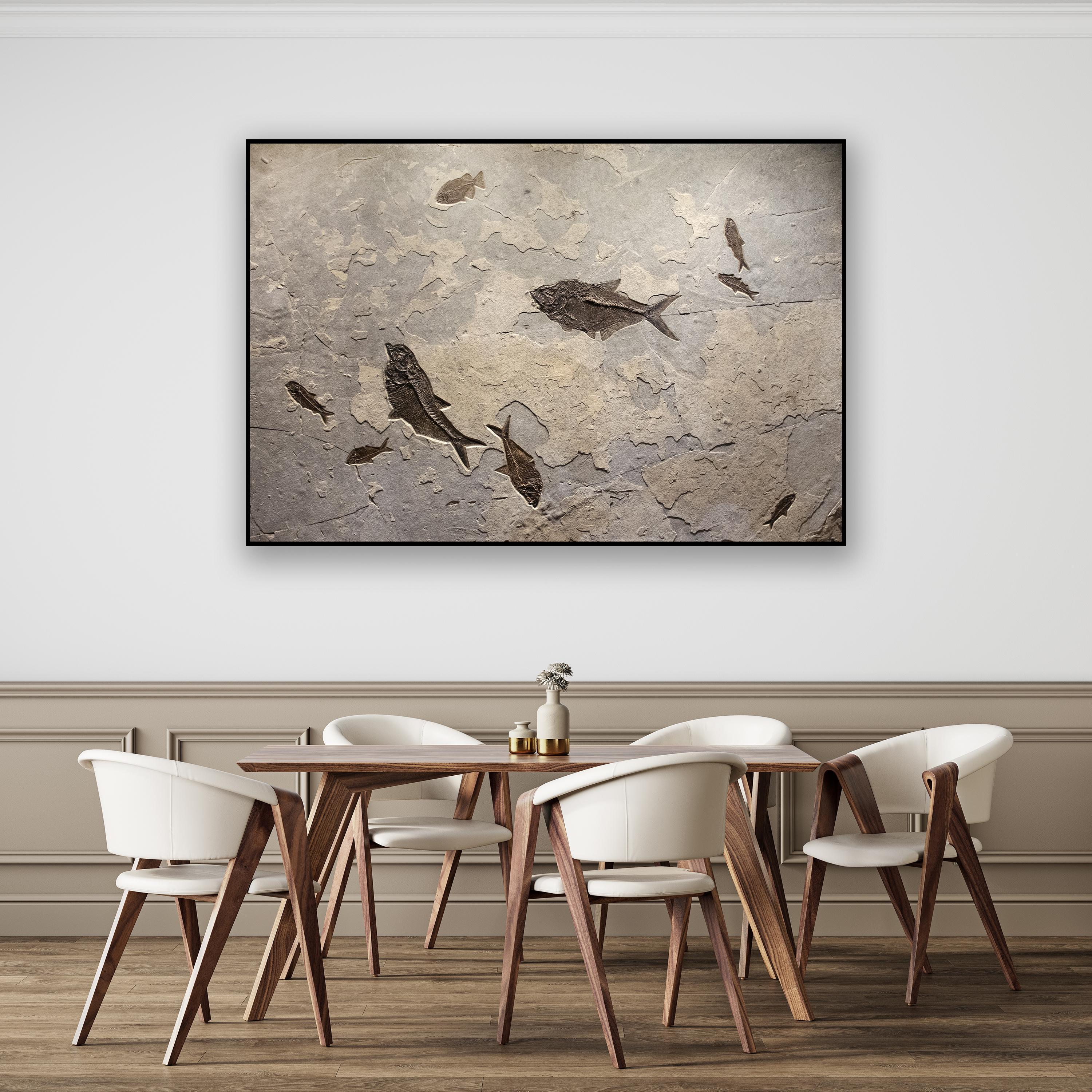 This exquisite and impressively sized fossil mural features a gorgeous collection of Eocene era fossil fish, all dating around 50 million years old. One Phareodus testis, four Diplomystus dentatus, and four Knightia eocaena flow beautifully in their