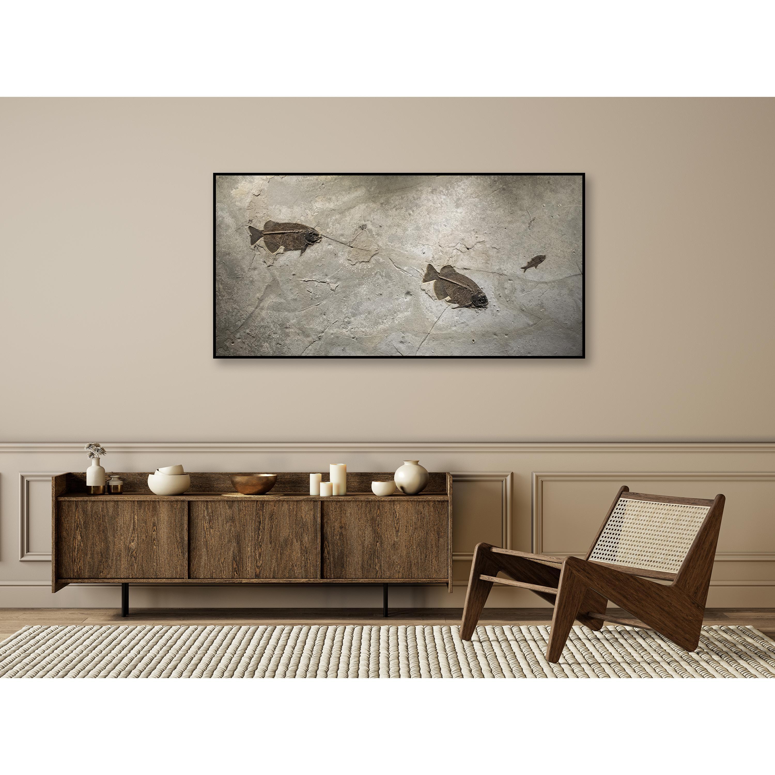 This dramatic, all-natural fossil mural features an elegant array of Eocene era fossil fish, all dating around 50 million years old. Two Phareodus testis and a single Knightia eocaena are forever preserved in this natural fossil-bearing limestone.