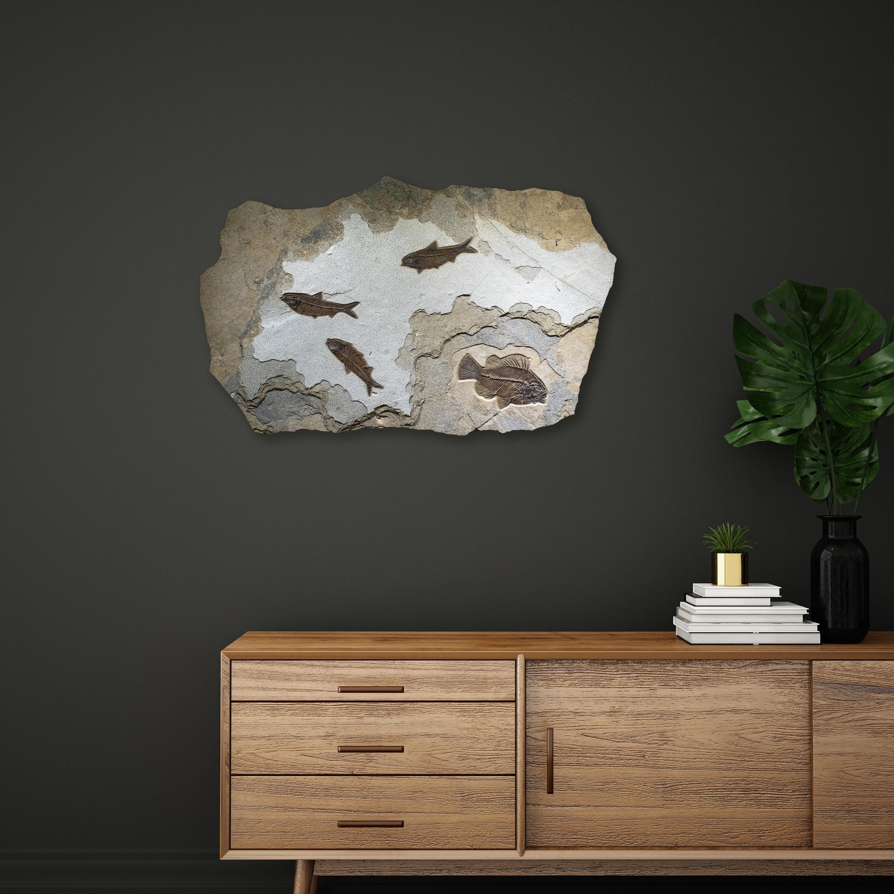 Featured here is an exquisite piece of natural history which makes an incredible statement; it works beautifully with design styles ranging from traditional to modern. This elegant irregular fossil mural features a Cockerellites liops (formerly