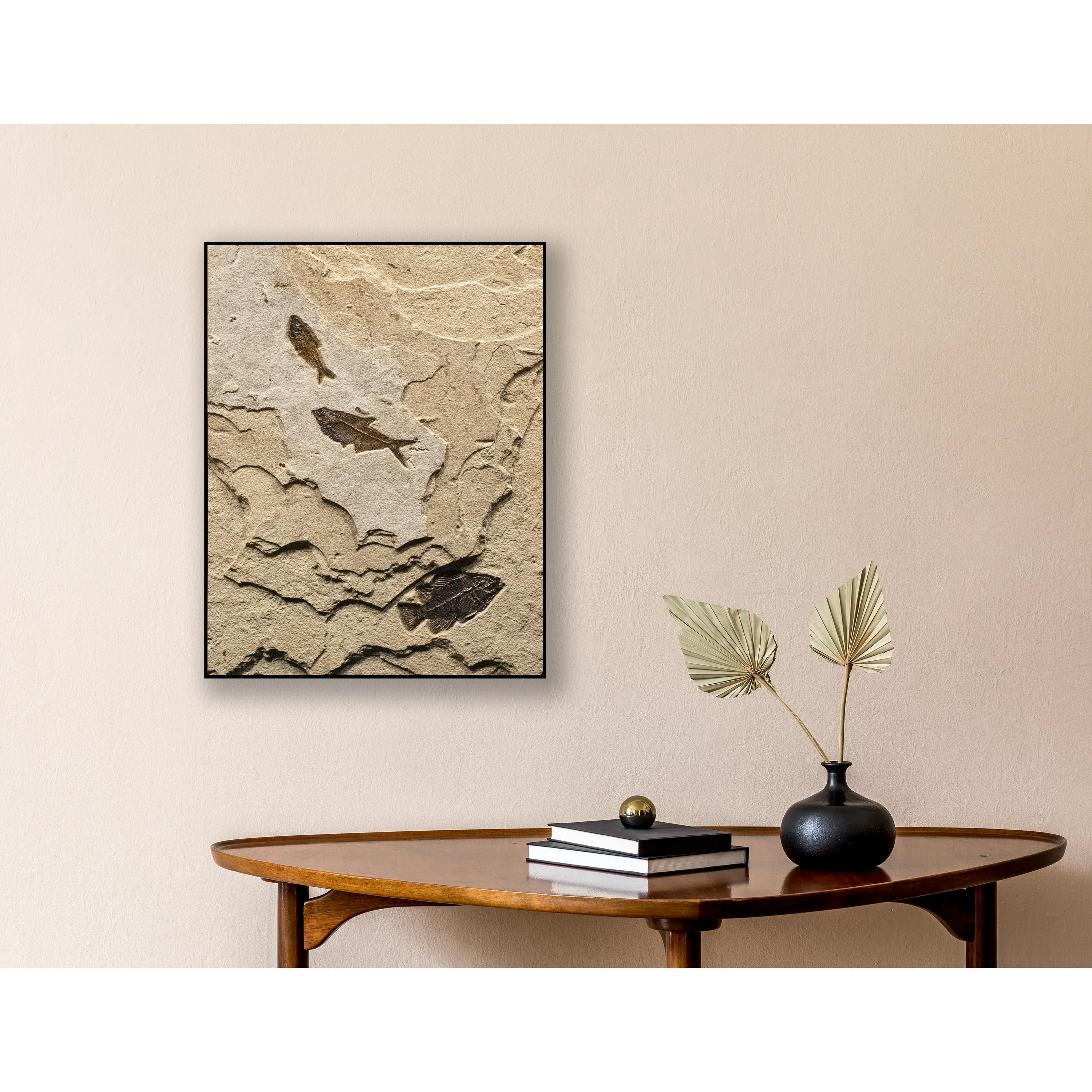 This exquisite fossil mural features a Cockerellites liops (formerly known as Priscacara) and two Diplomystus dentatus, all of which are Eocene era fossils dating back about 50 million years. These ancient fish are forever preserved in a textured