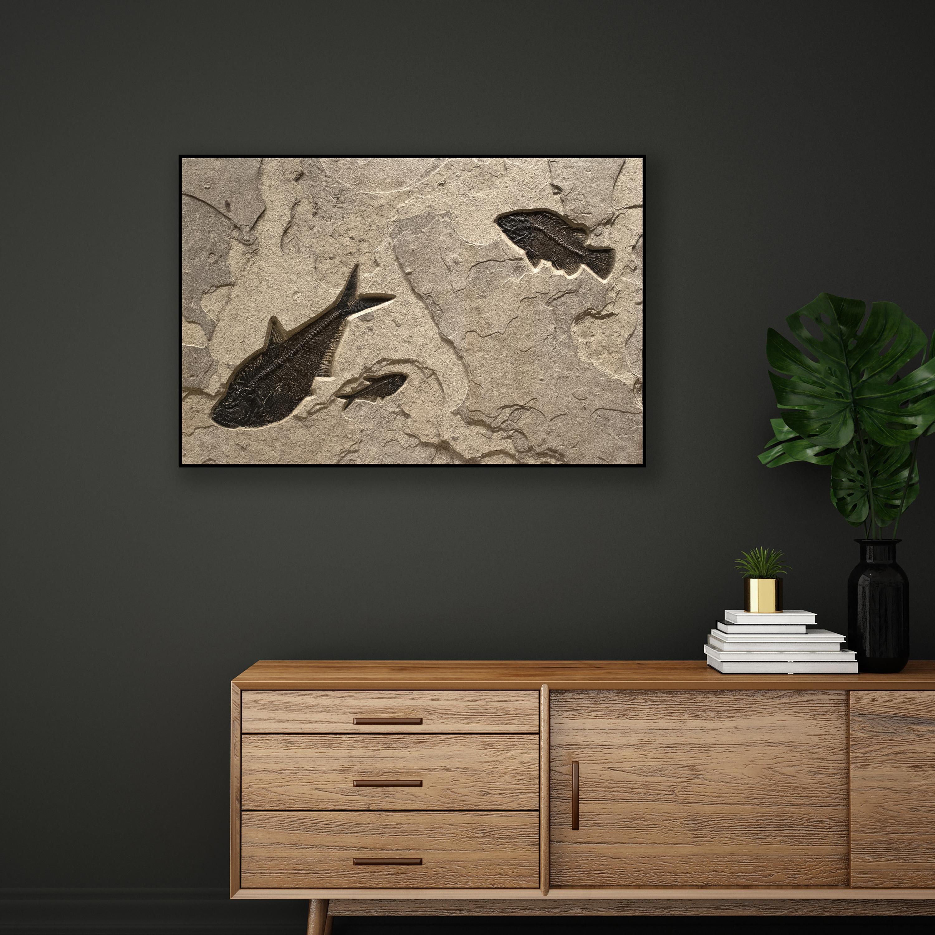 This exquisite piece of natural history makes an incredible statement and works beautifully with design styles ranging from traditional to modern. This elegant fossil mural features two Diplomystus dentatus and a Cockerellites liops (formerly known
