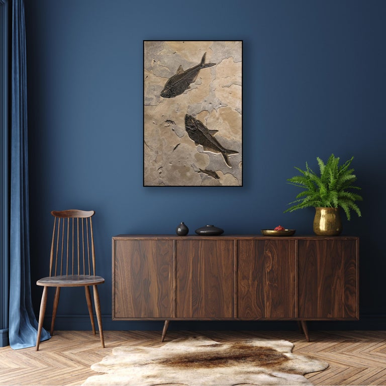 This richly detailed fossil mural features two Diplomystus dentatus and a Knightia eocaena, all of which are Eocene era fossils dating back about 50 million years. These ancient fish are forever preserved in a textured matrix of natural,
