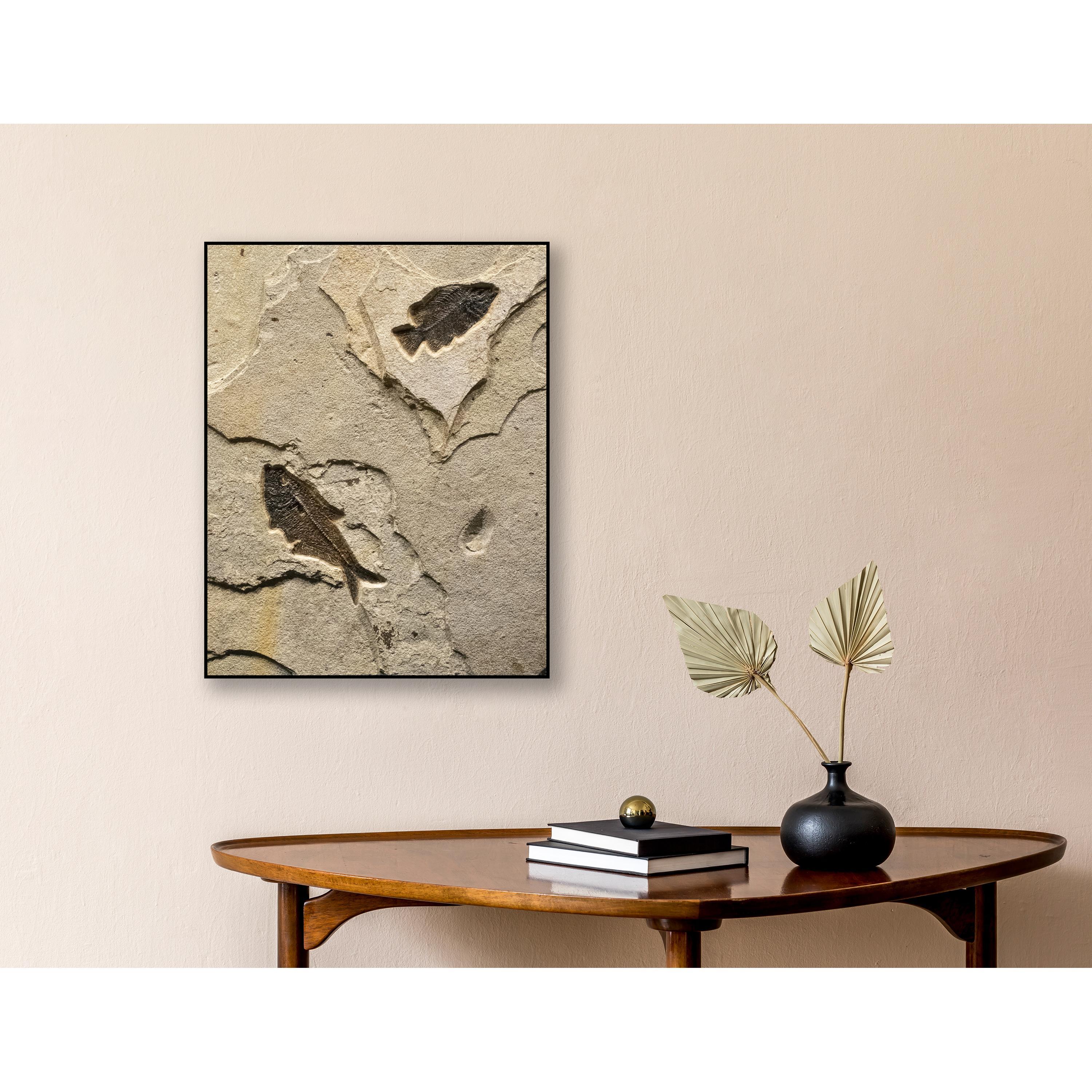 This exquisite fossil mural features a Diplomystus dentatus and a Cockerellites liops (formerly known as Priscacara), both of which are Eocene era fossils dating back about 50 million years. These ancient fish are forever preserved in a textured
