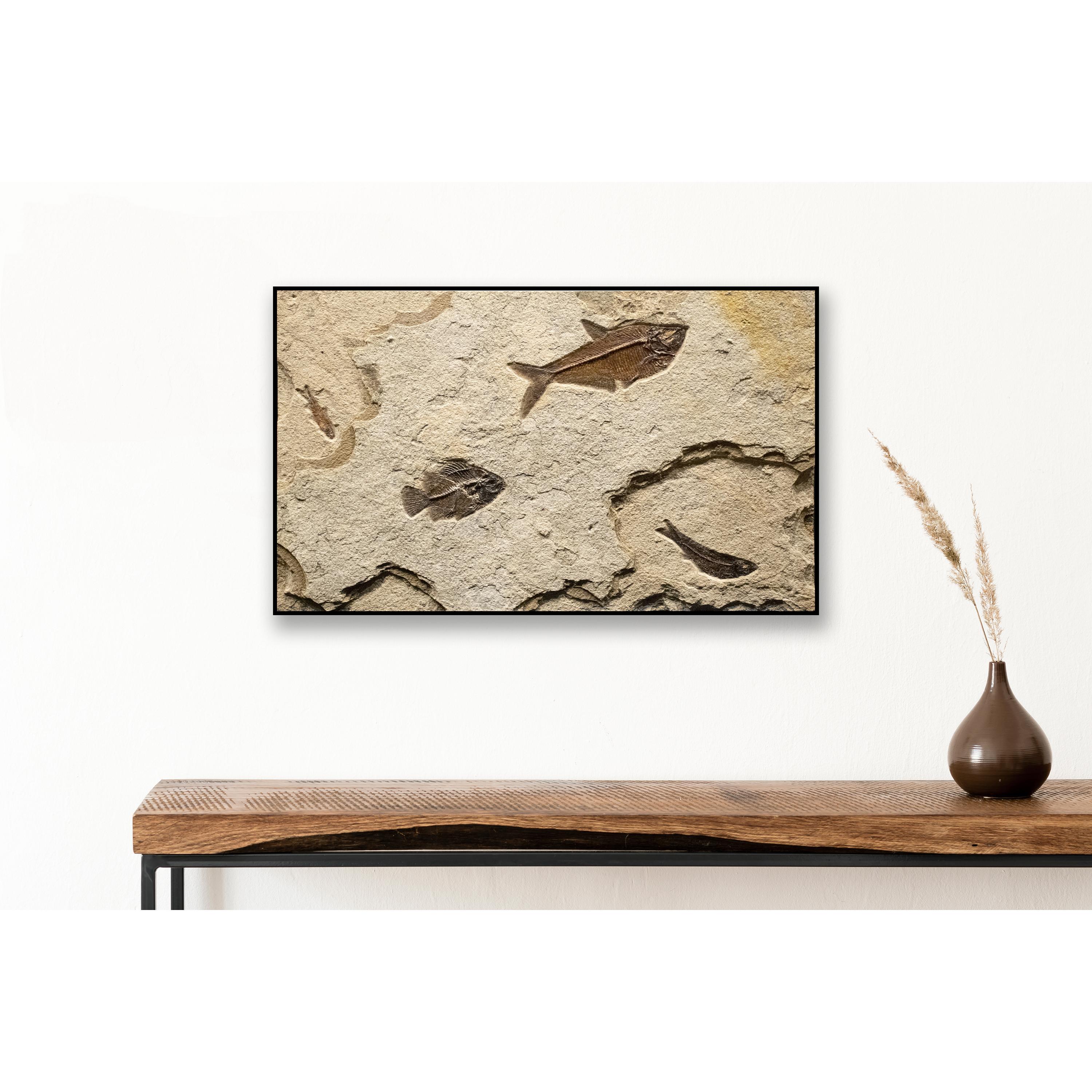 This exquisite fossil mural features a Diplomystus dentatus, a Cockerellites liops (formerly known as Priscacara) and two Knightia eocaena. These fish are all Eocene era fossils dating back about 50 million years. These ancient fish are forever