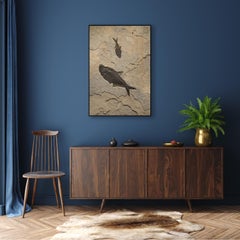 50 Million Year Old Eocene Era Fossil Fish Mural in Stone, from Wyoming