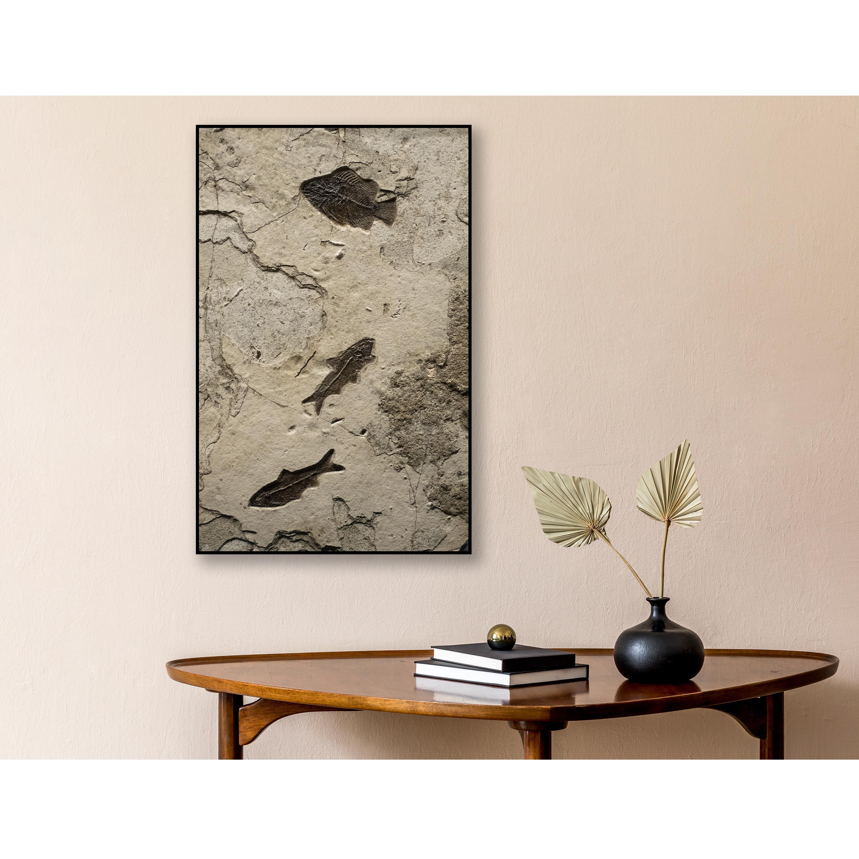 This exquisite fossil mural features a Cockerellites liops (formerly known as Priscacara) and two Knightia eocaena. These fish are Eocene era fossils dating back about 50 million years. These ancient fish are forever preserved in a textured matrix
