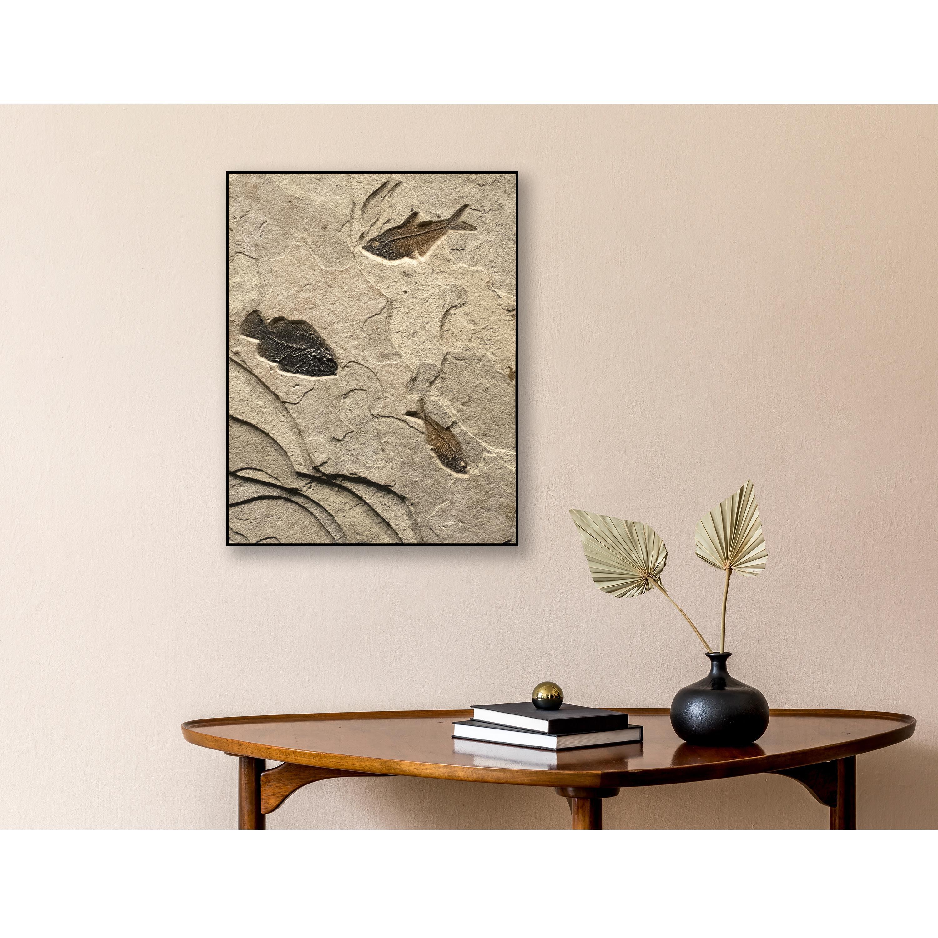 This exquisite fossil mural features a Cockerellites liops (formerly known as Priscacara) and two Diplomystus dentatus, all of which are Eocene era fossils dating back about 50 million years. These ancient fish are forever preserved in a textured