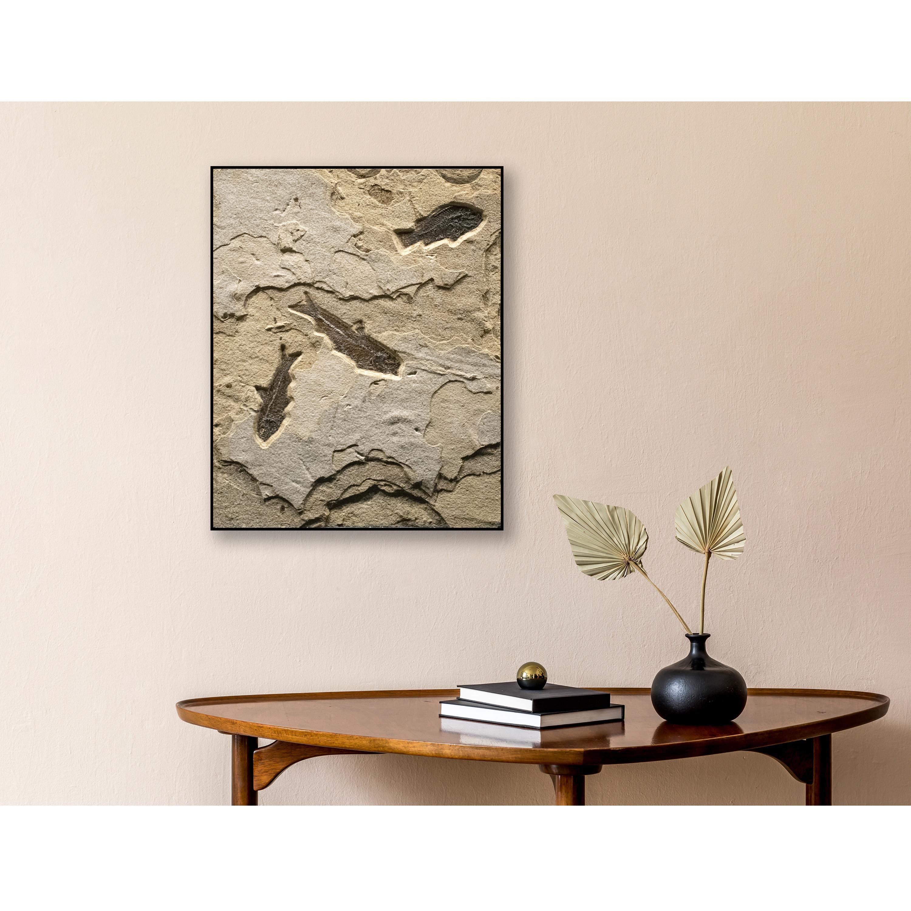 This exquisite fossil mural features a Cockerellites liops (formerly known as Priscacara) and two Knightia eocaena, all of which are Eocene era fossils dating back about 50 million years. These ancient fish are forever preserved in a textured matrix