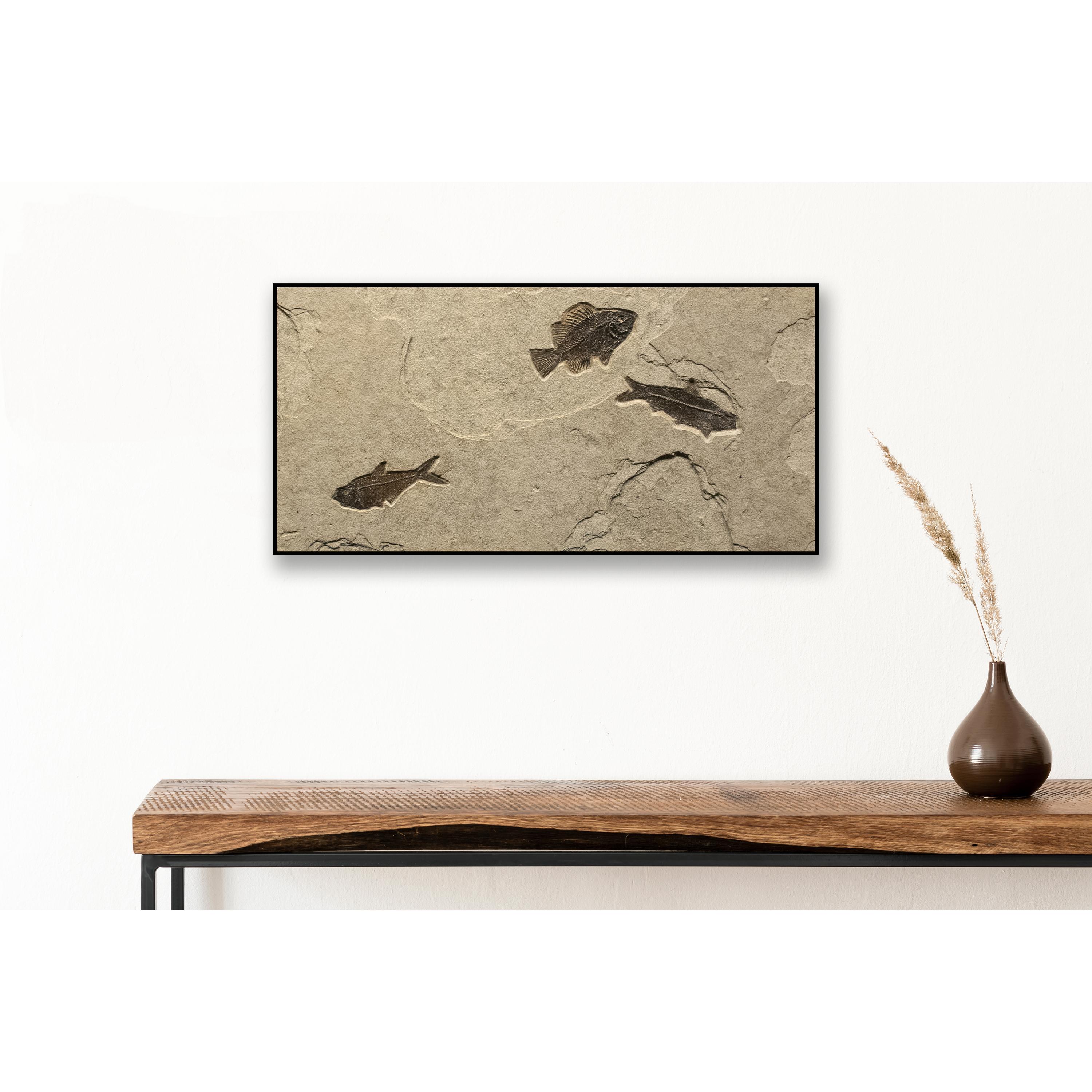 This exquisite piece of natural history makes an incredible statement and works beautifully with design styles ranging from traditional to modern. This exquisite fossil mural features a Diplomystus dentatus, a Cockerellites liops (formerly known as