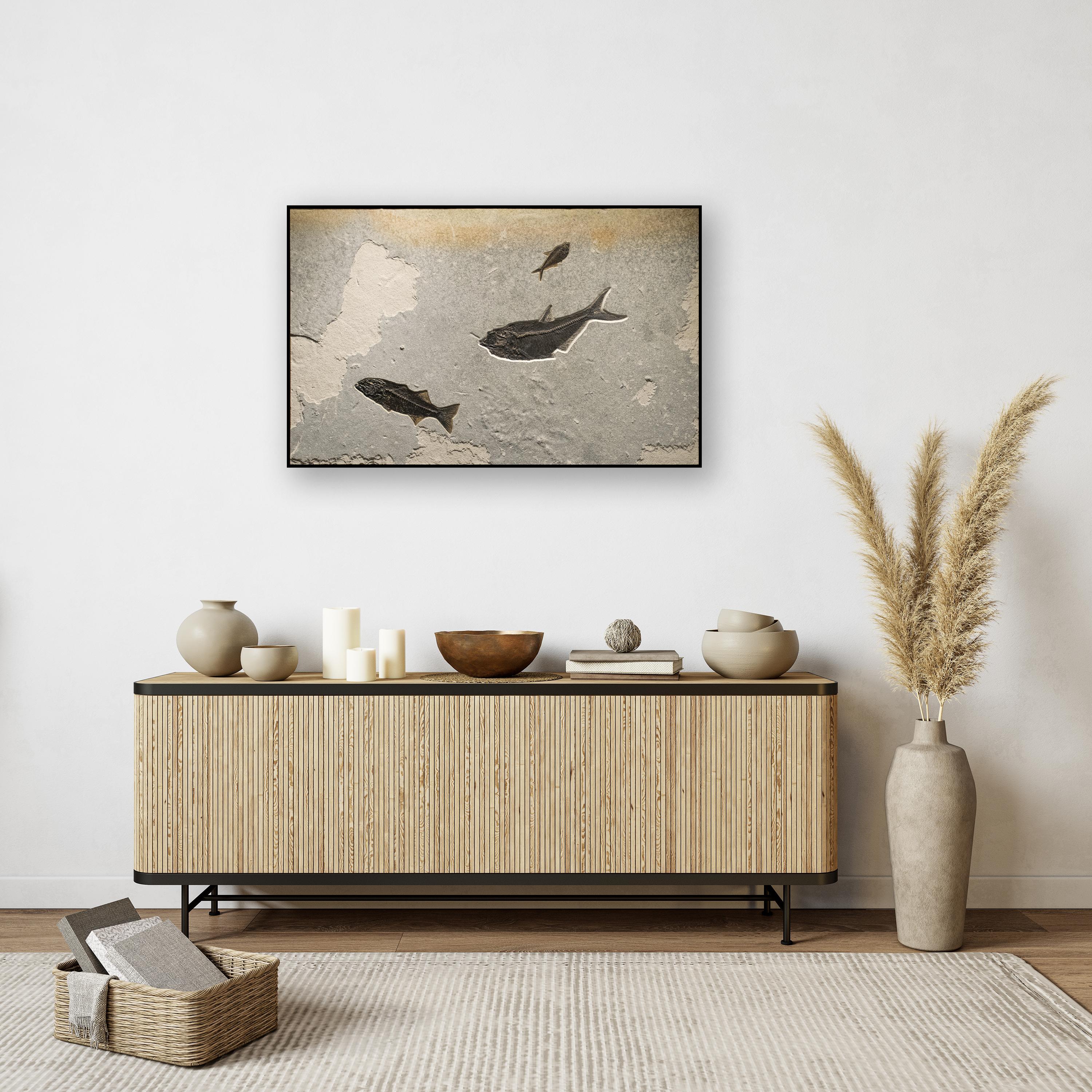 This fossil mural features two Diplomystus dentatus and one Mioplosus labracoides, all of which are Eocene era fossils dating back about 50 million years. These ancient fish are forever preserved in a beautifully textured matrix of natural,