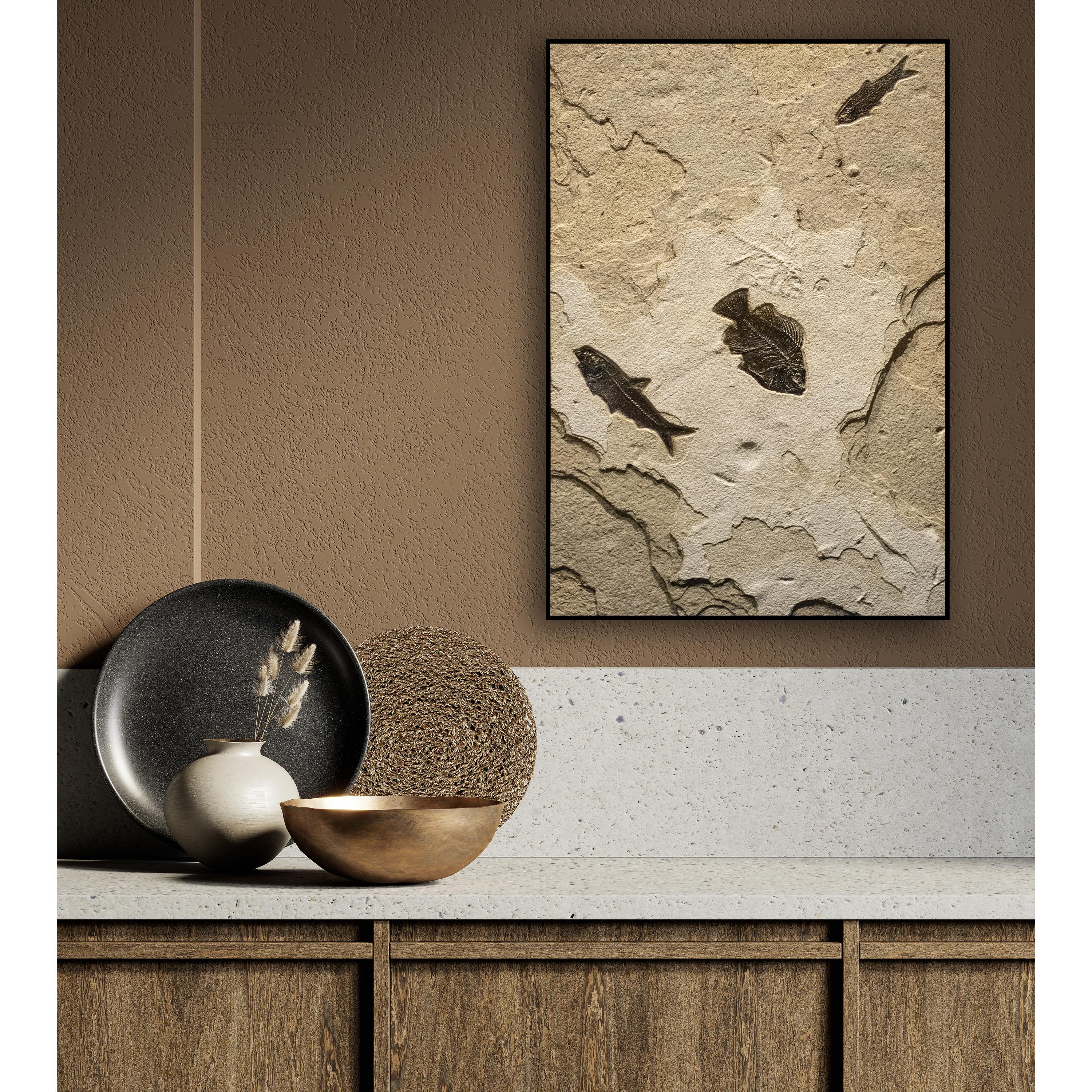 This elegant piece of fossil art features a Cockerellites liops (formerly known as Priscacara) and two Knightia eocaena, all of which are Eocene era fossils dating back about 50 million years. The ancient fish are forever preserved in a beautifully