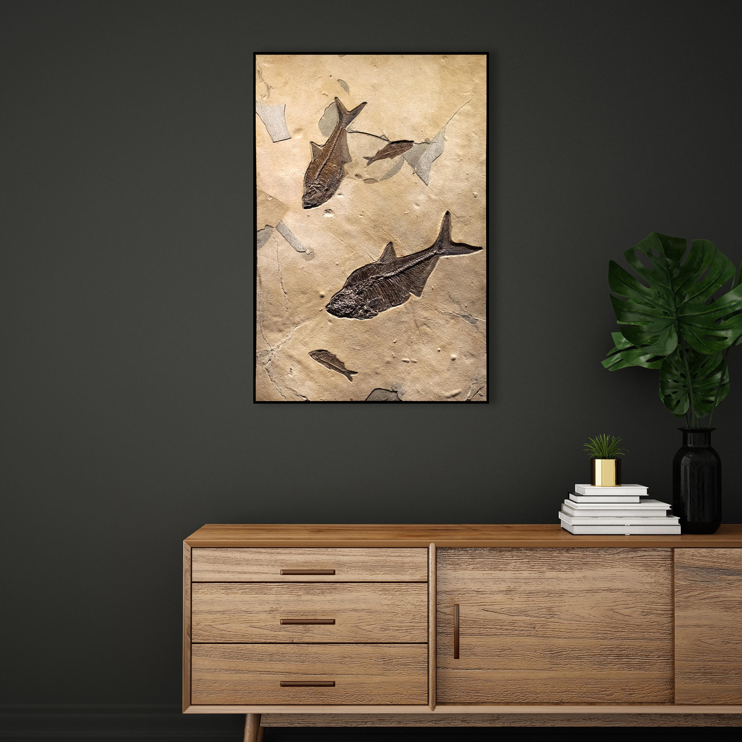 This unique fossil mural features two Diplomystus dentatus and two Knightia eocaena, all of which are Eocene era fossils dating back about 50 million years. This grouping of ancient fish is forever preserved in a beautifully textured matrix of