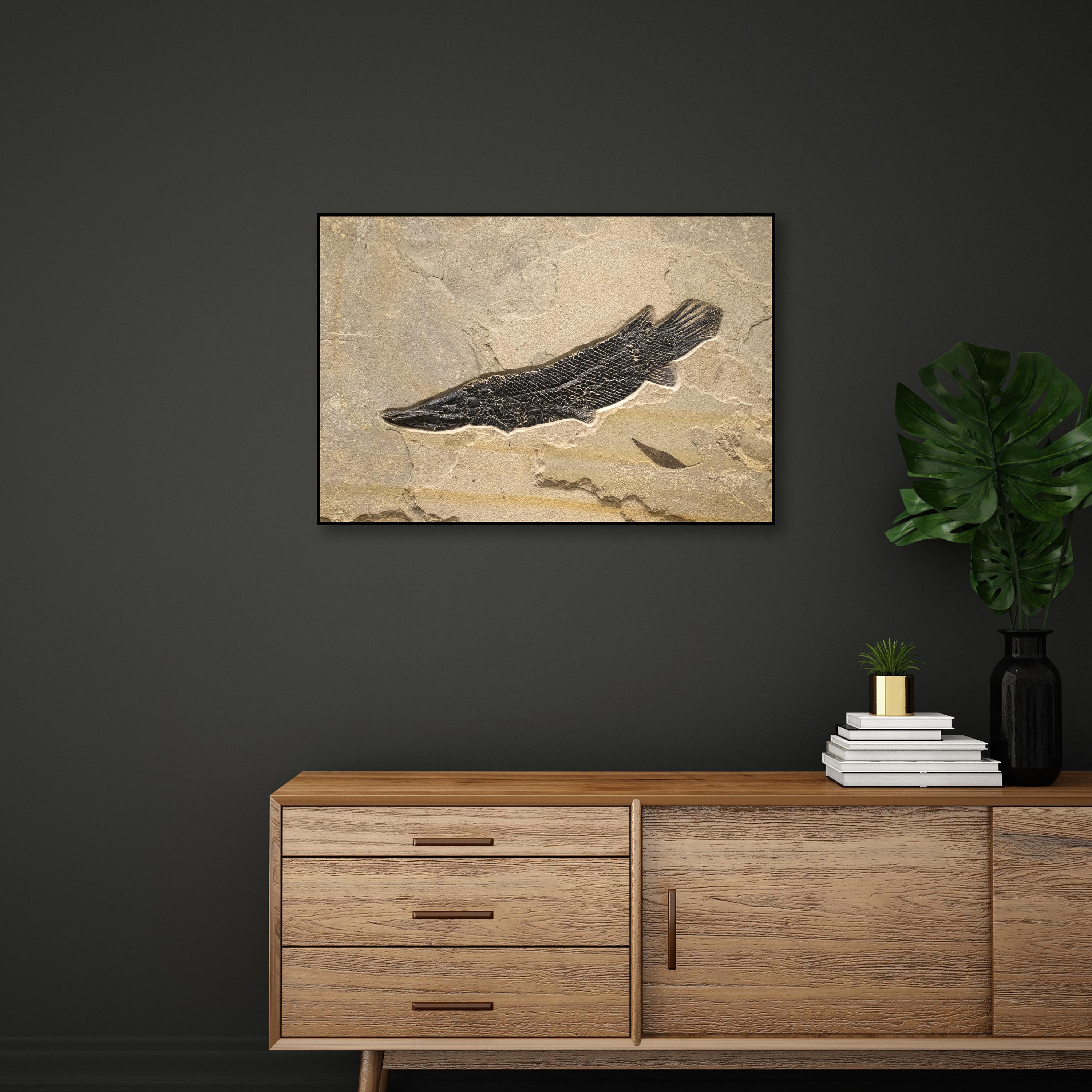 This unique fossil mural features one gar and one fossil leaf, both of which are Eocene era fossils dating back about 50 million years. This rare gar is beautifully detailed, and is forever preserved in a gorgeously textured matrix of natural,