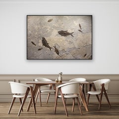 50 Million Year Old Eocene Era Fossil Fish Mural in Stone, from Wyoming