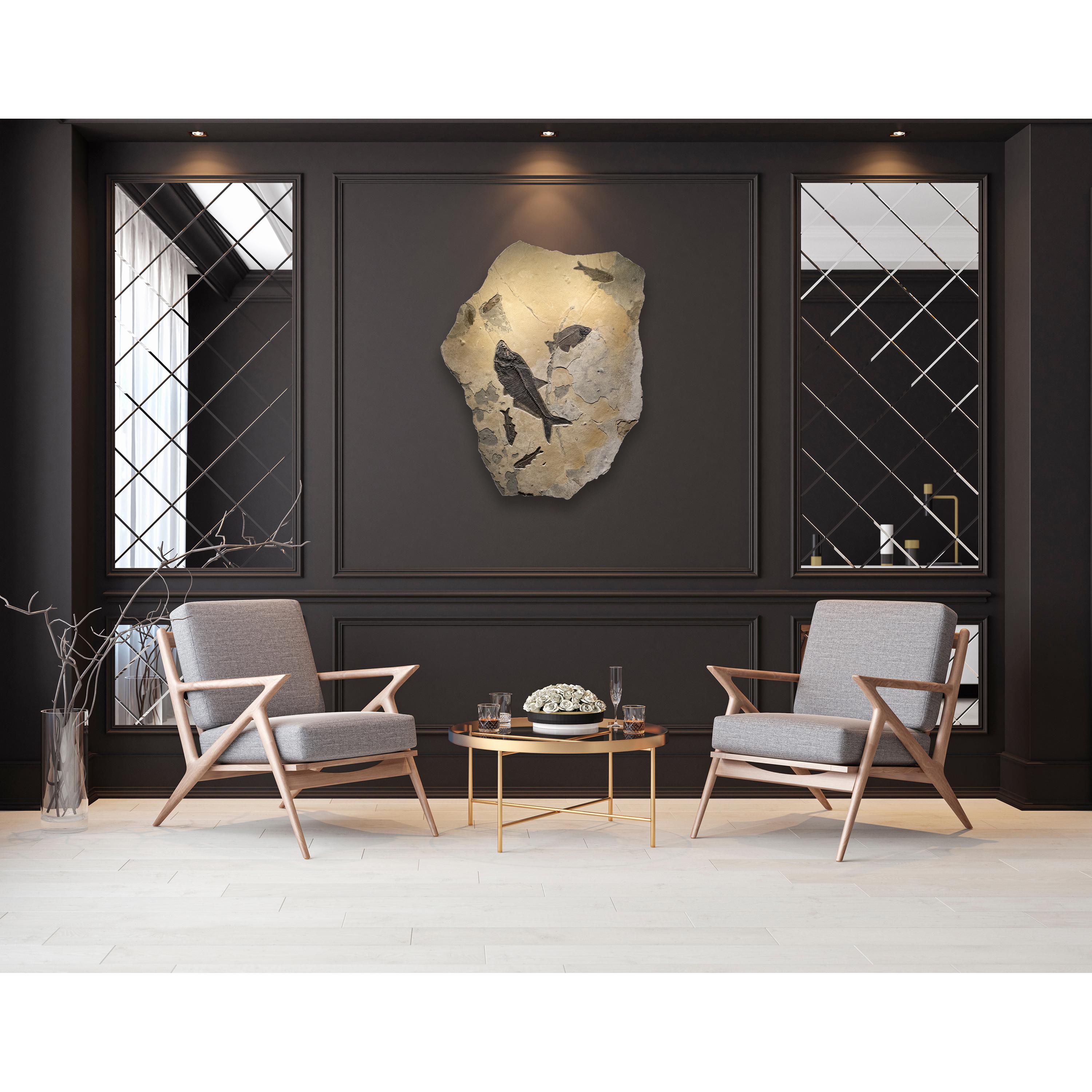 This exquisitely colored fossil mural features a large predatory Diplomystus dentatus, a Phareodus testis, three Knightia eocaena, and artifacts of two partially exposed Knightia eocaena. All the fish are Eocene era fossils dating back about 50