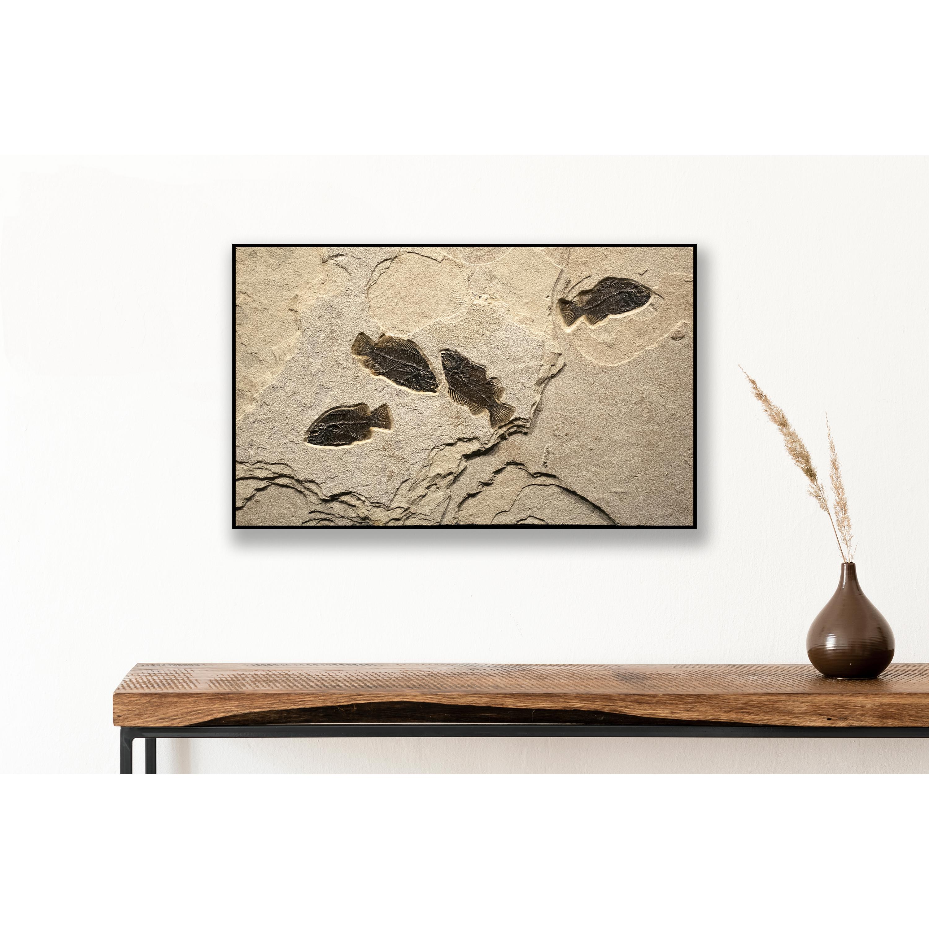 This exquisite fossil mural features four Cockerellites liops (formerly known as Priscacara), all of which are Eocene era fossils dating back about 50 million years. These ancient fish are forever preserved in a textured matrix of natural,
