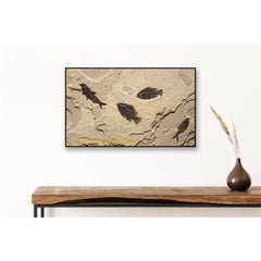 50 Million Year Old Eocene Era Fossil Fish Mural in Stone, from Wyoming